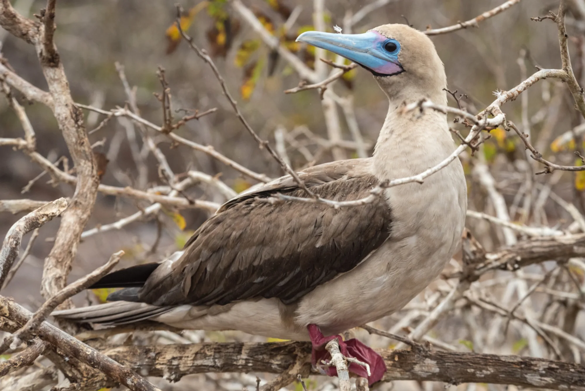 Red-footed Booby