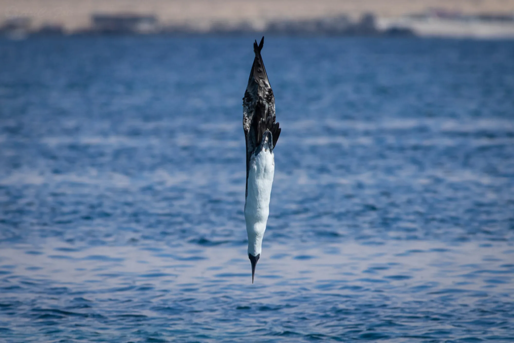 Peruvian Booby