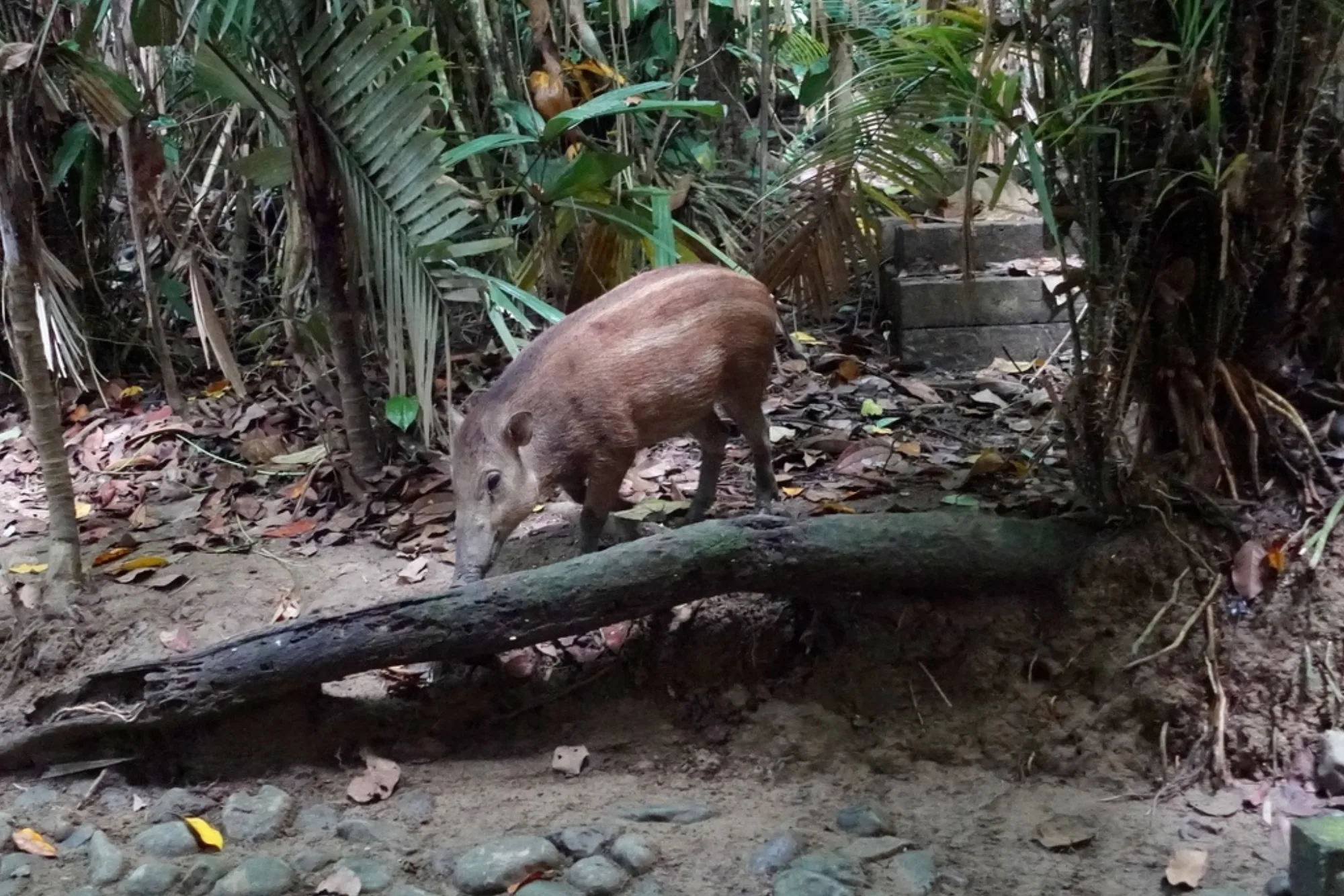 Celebes Warty Pig
