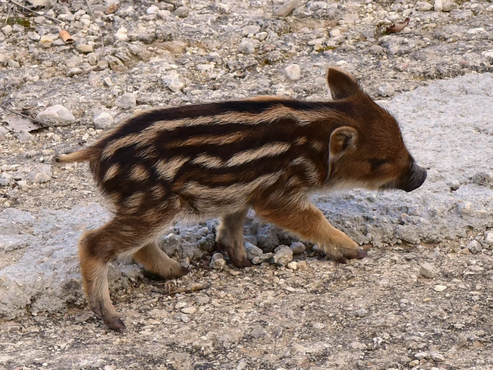 Wild Boar