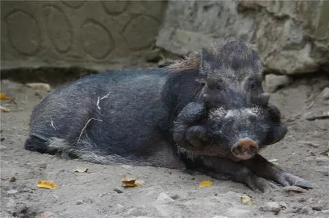 Javan Warty Pig
