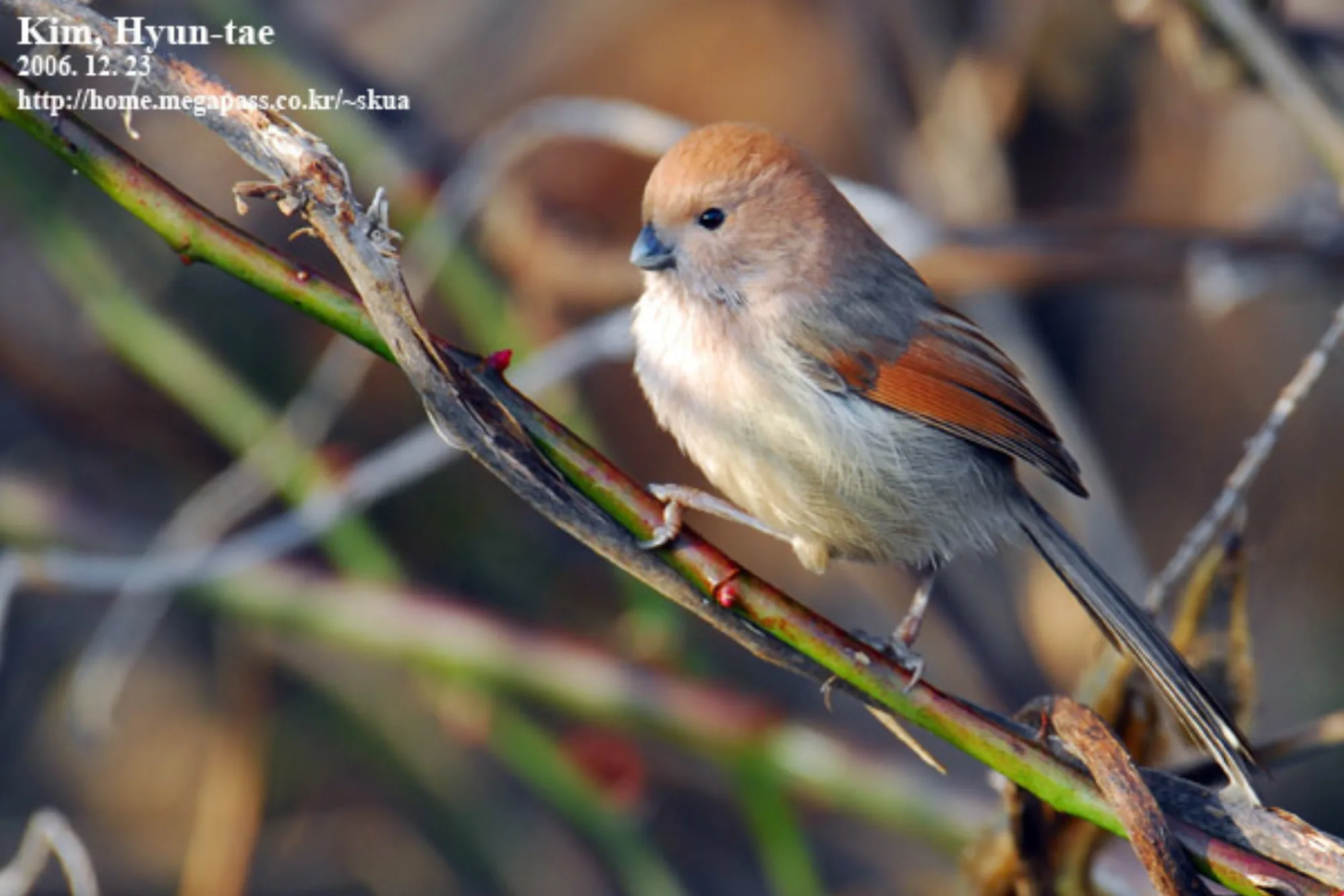 Vinous-throated Parrotbill