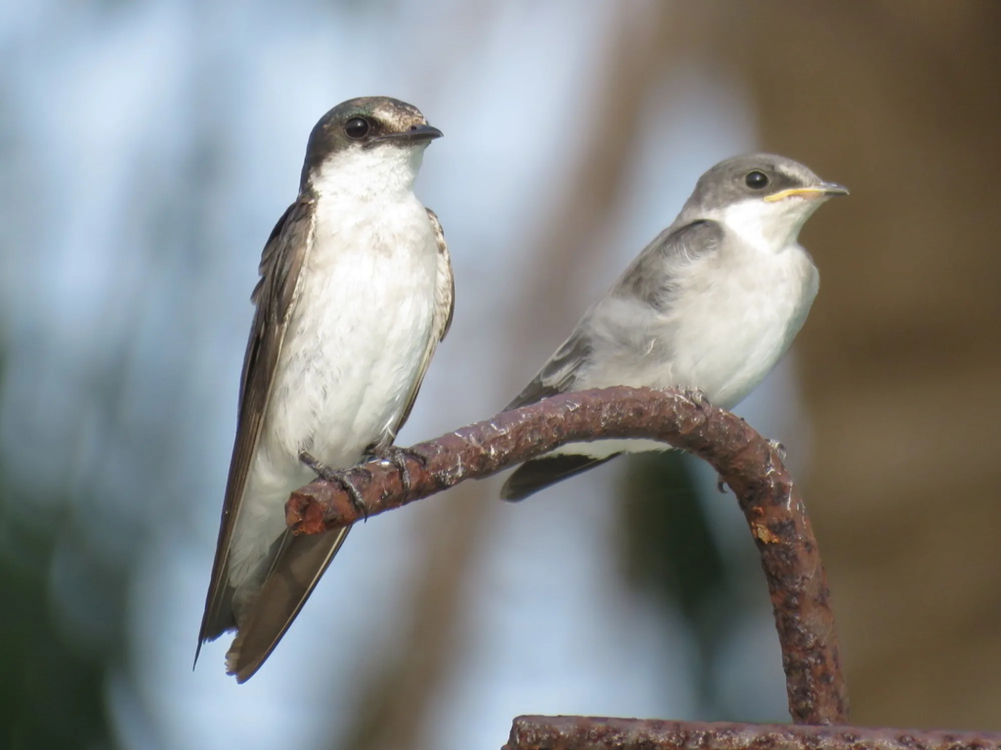 Mangrove Swallow