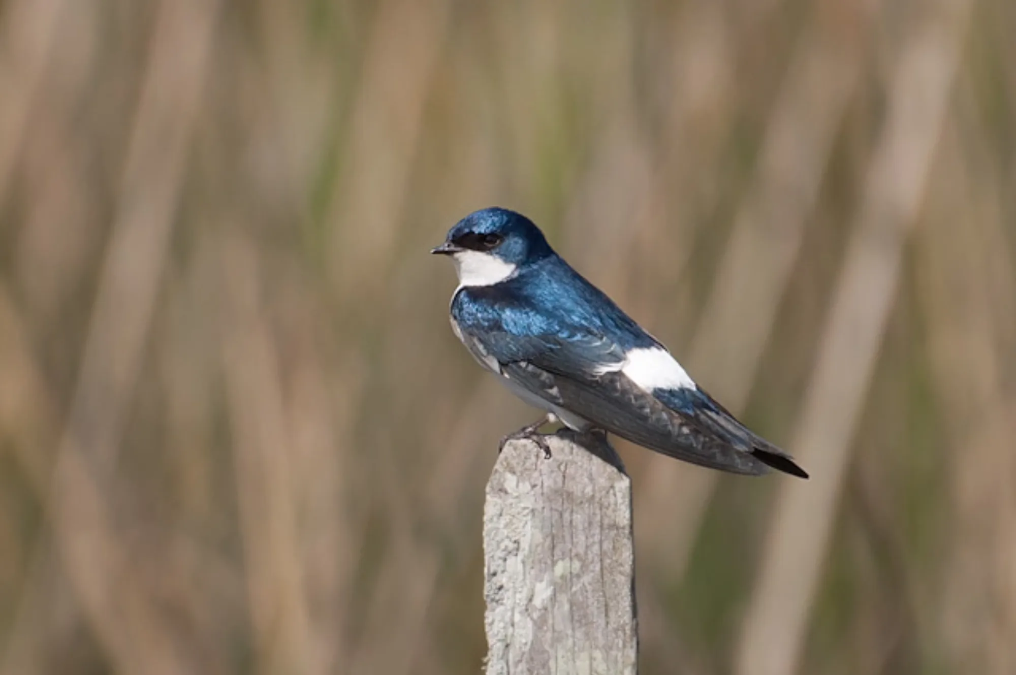 Chilean Swallow