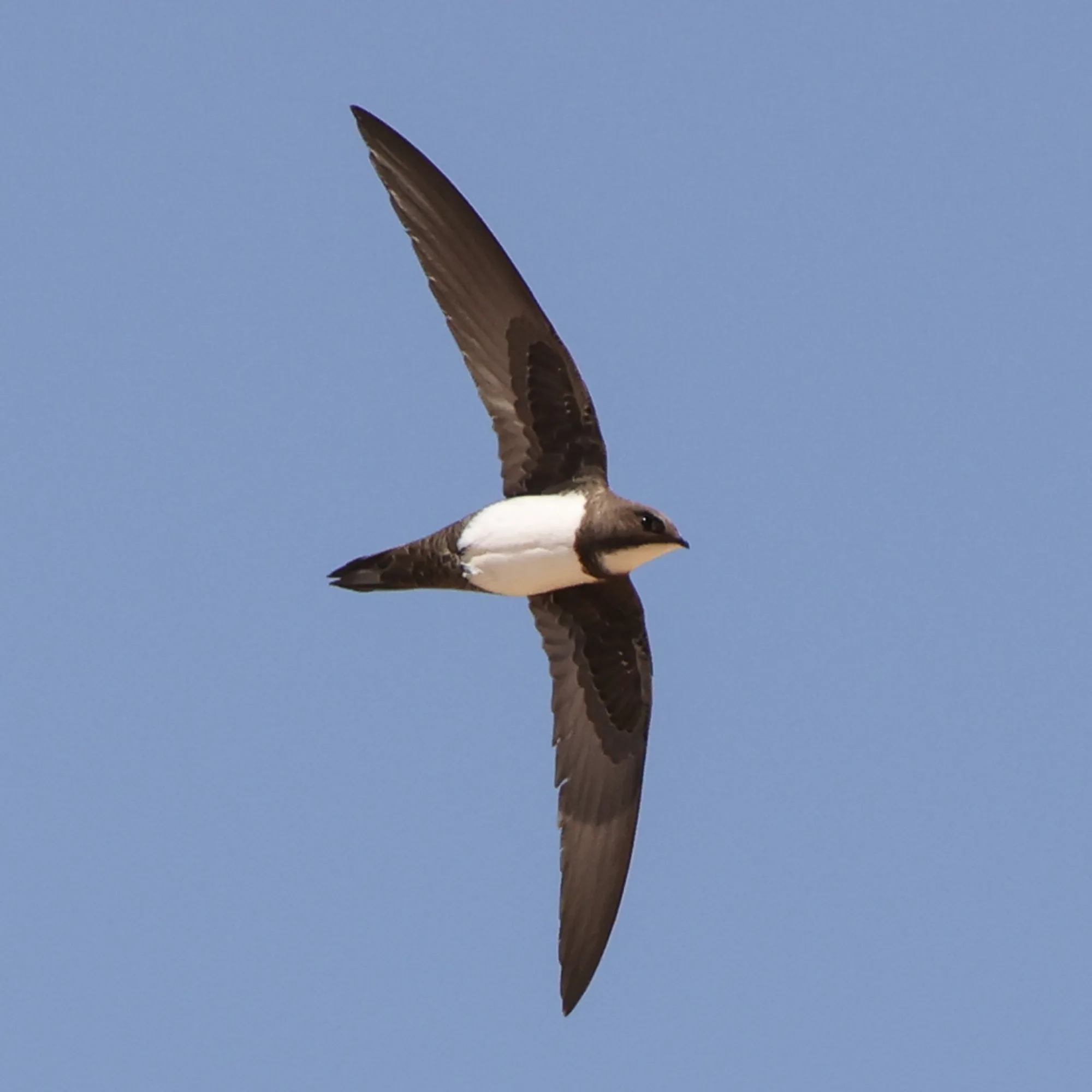 Alpine Swift
