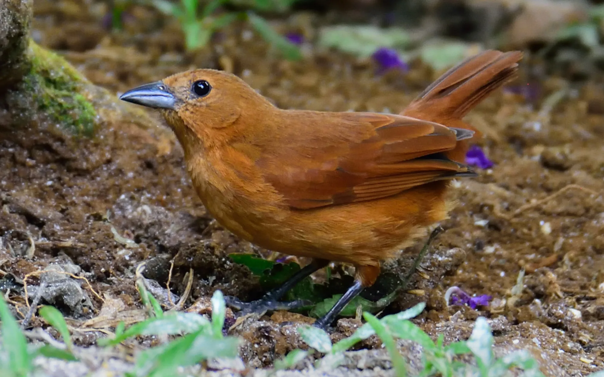 White-lined Tanager