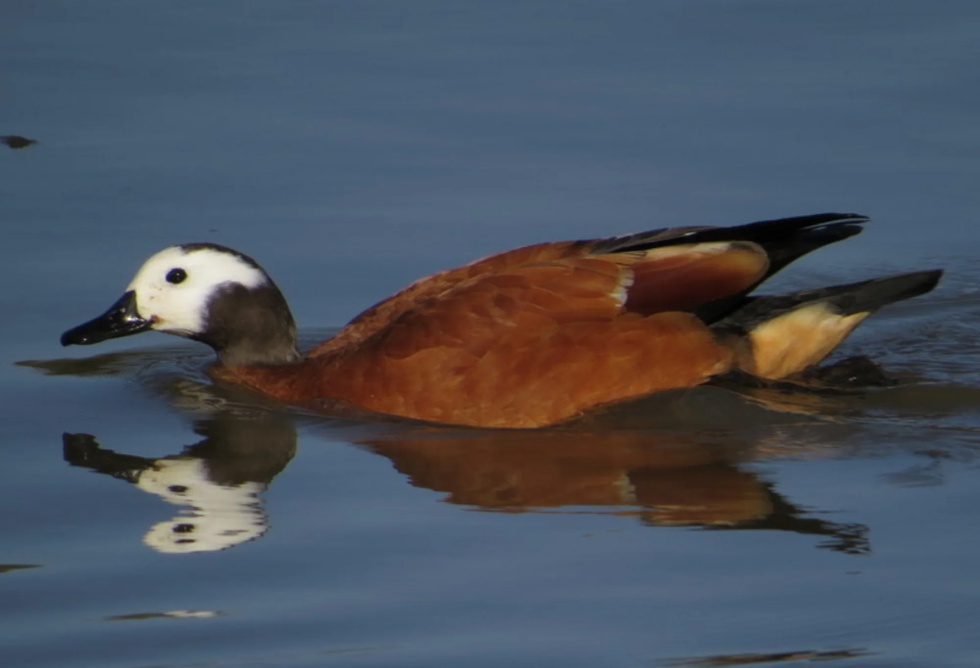 South African Shelduck