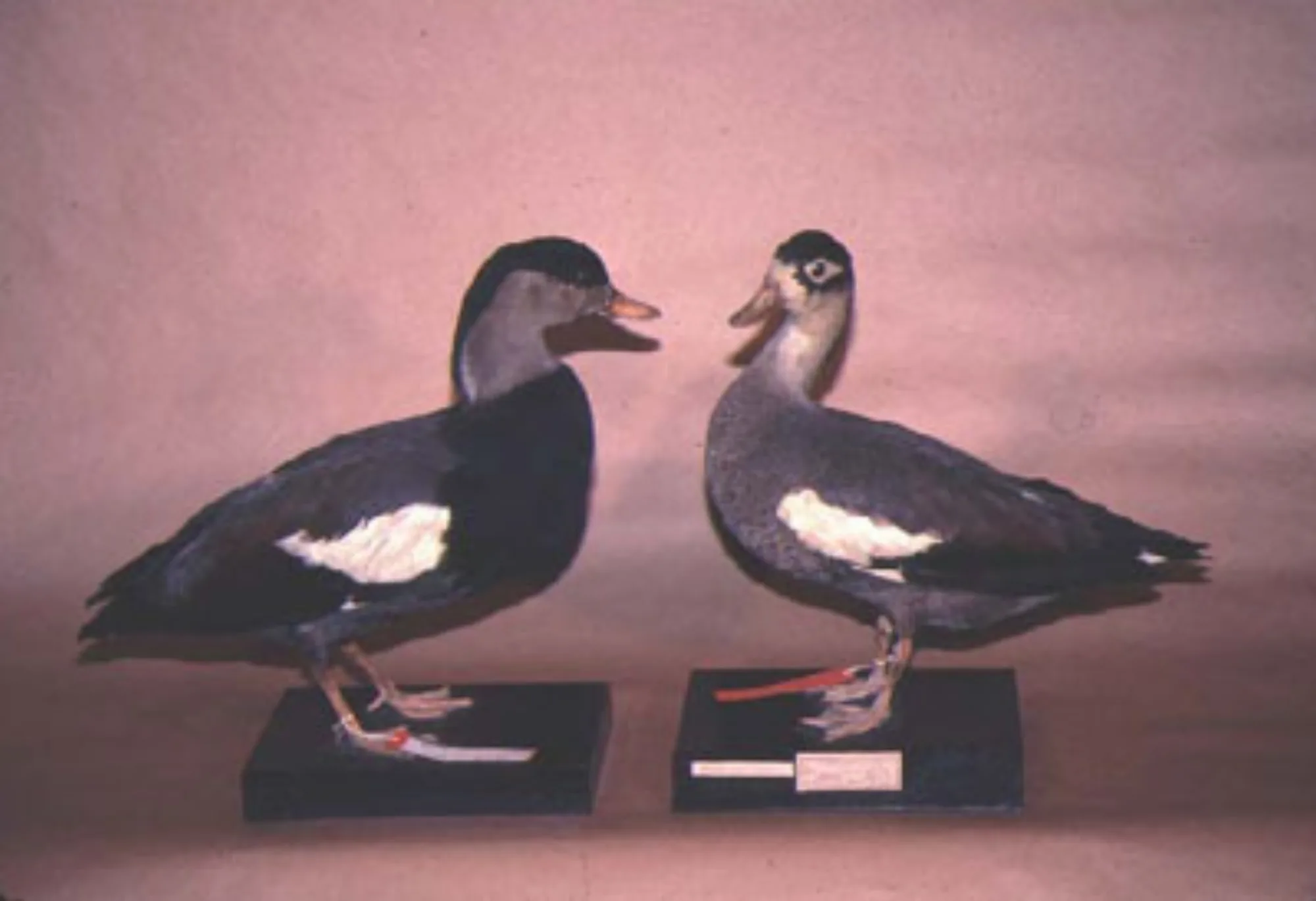 Crested Shelduck