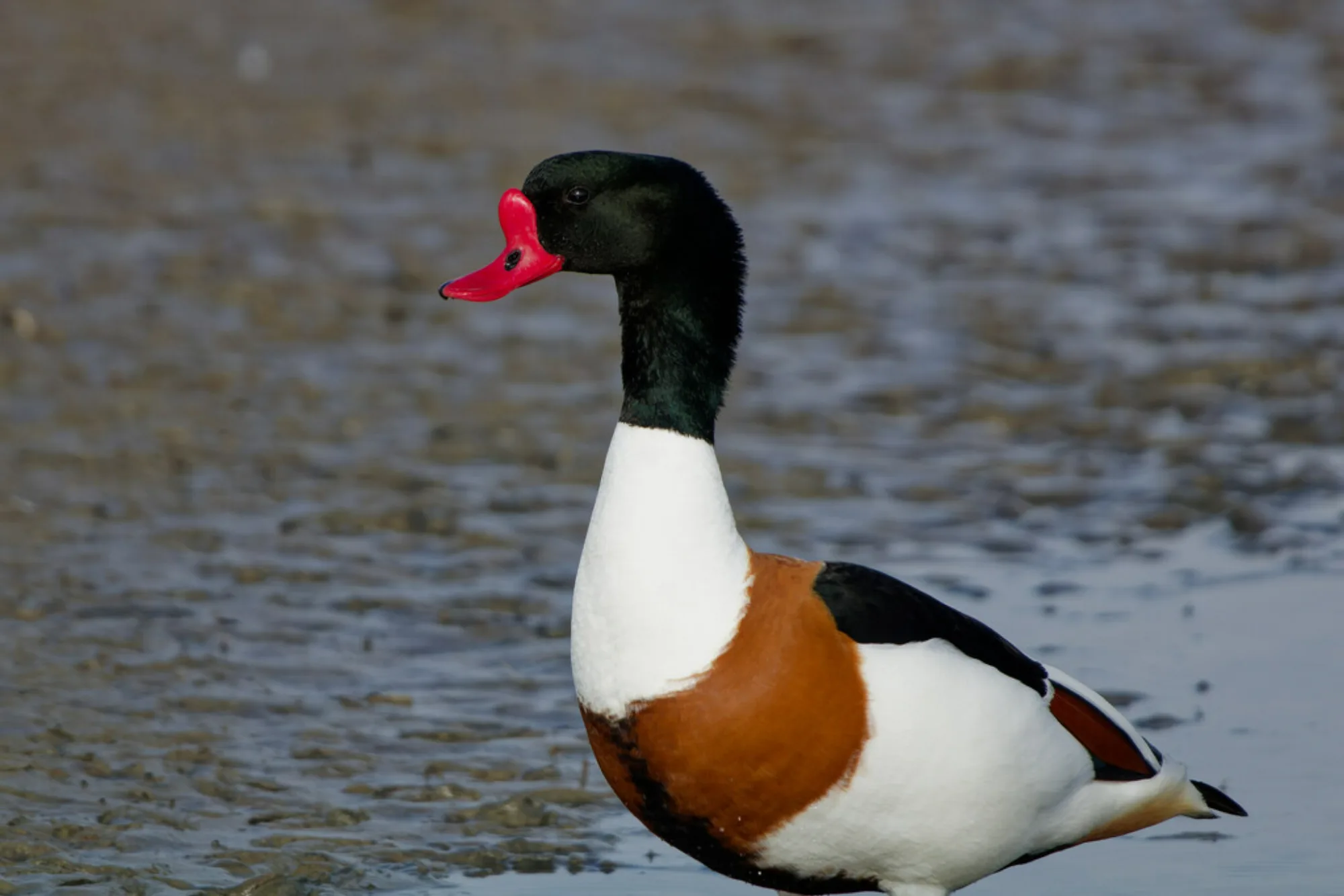 Common Shelduck