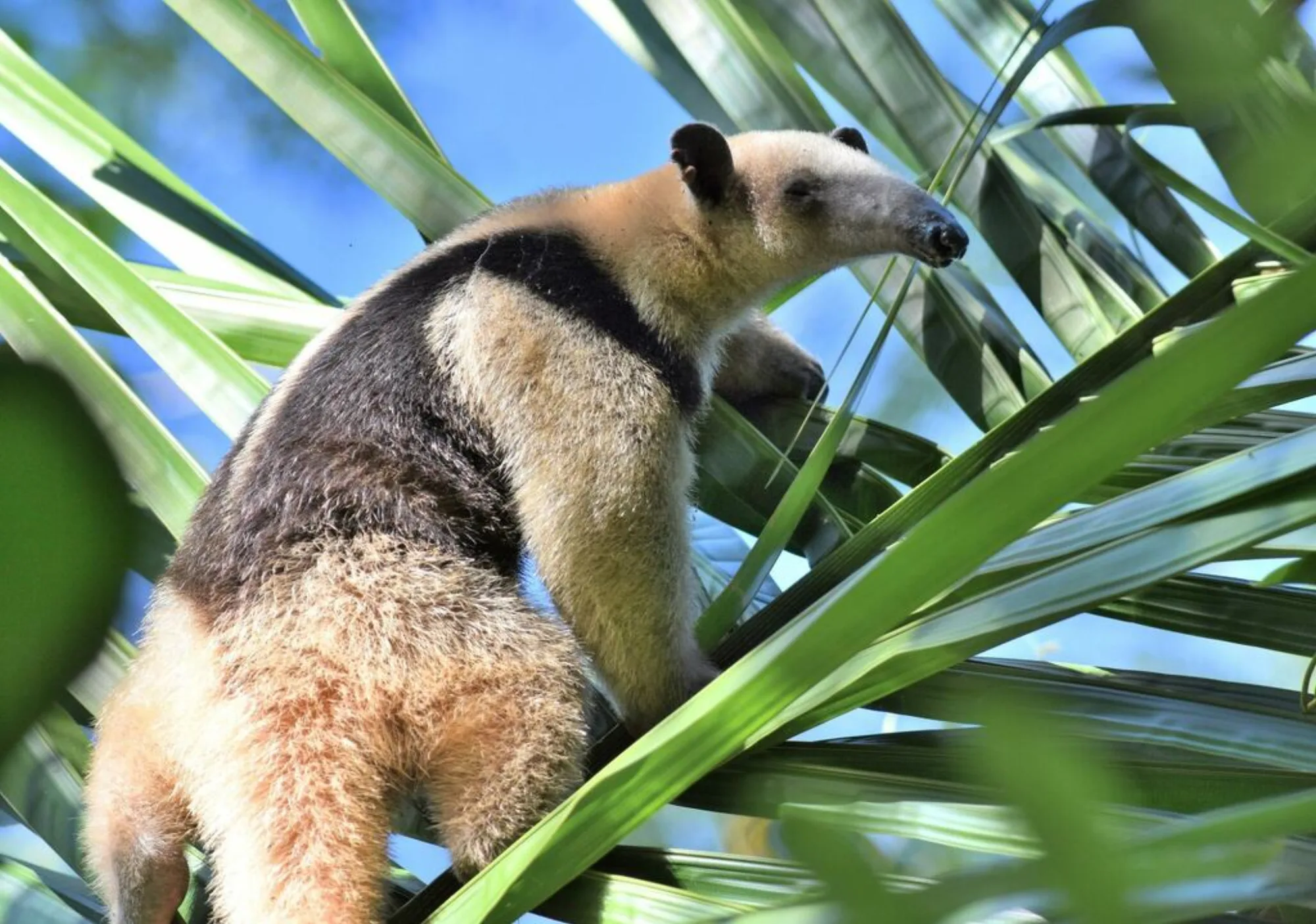 Northern Tamandua