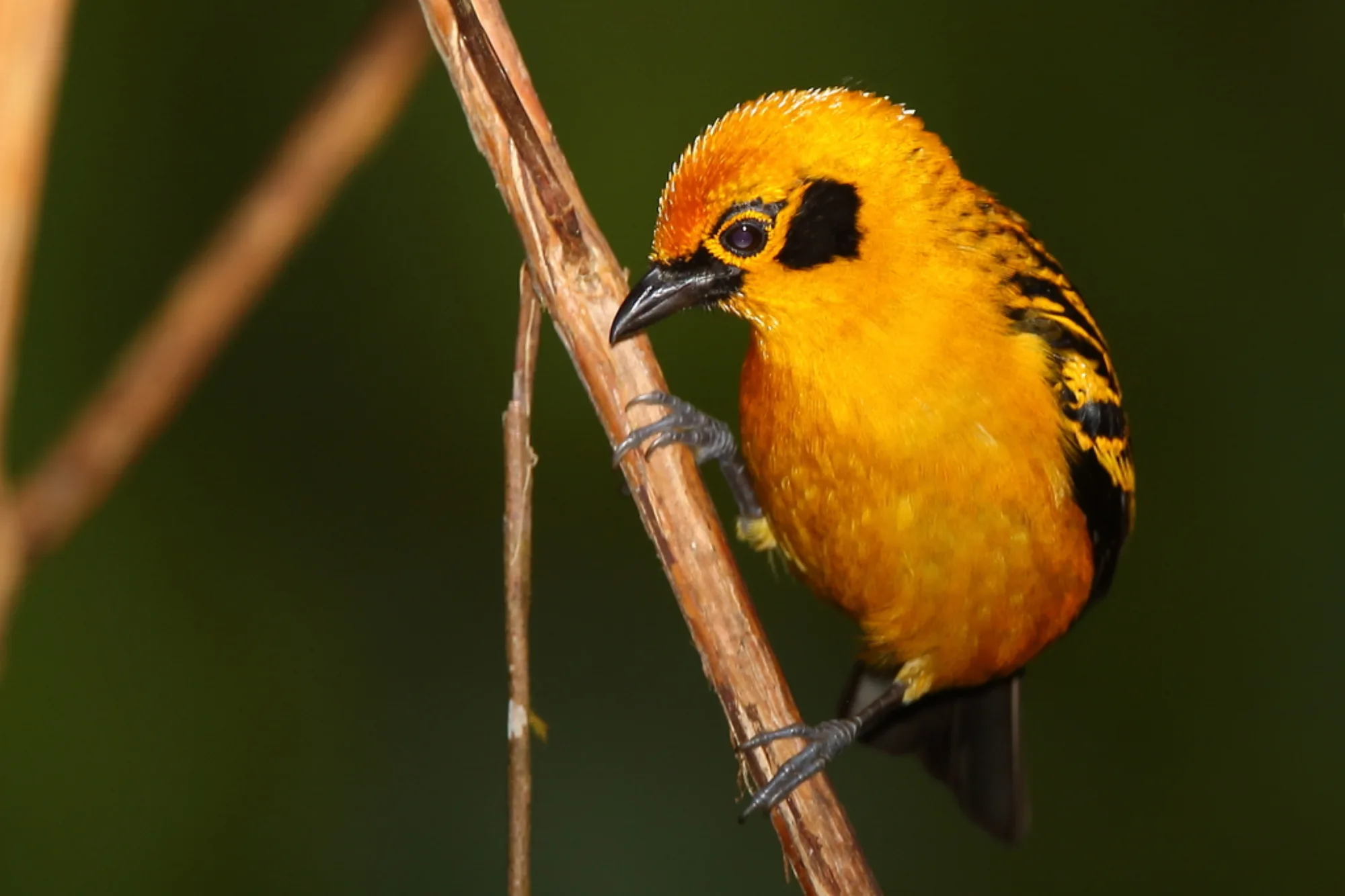 Golden Tanager