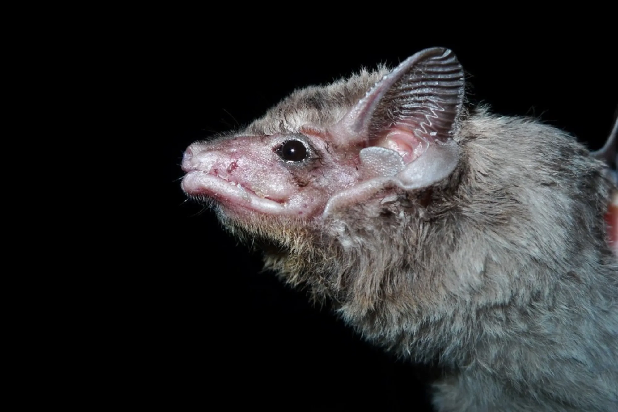 Egyptian Tomb Bat
