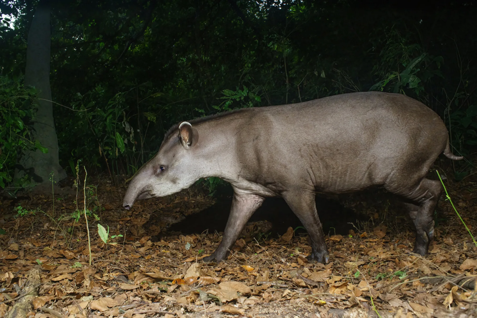 Brazilian Tapir