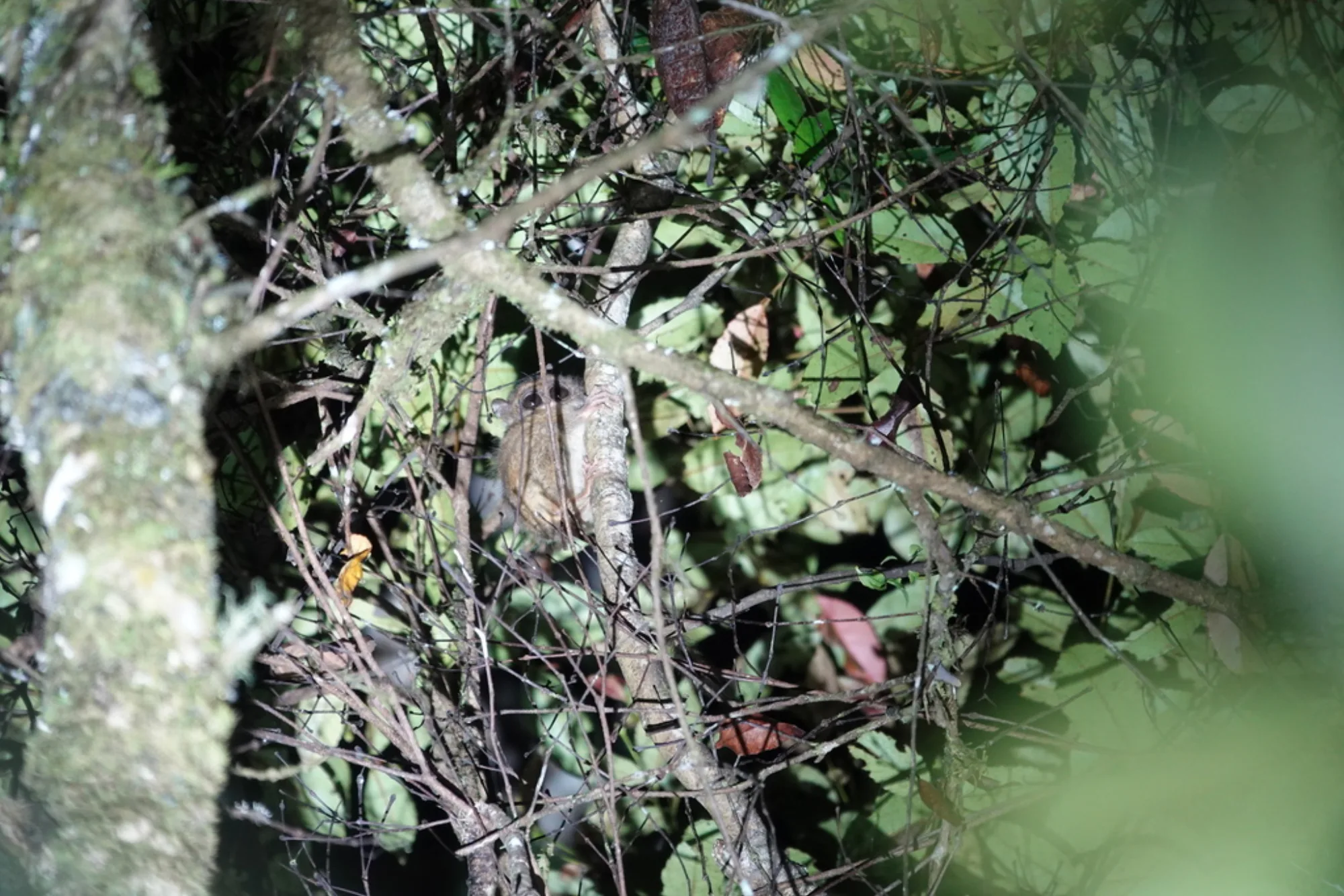 Pygmy Tarsier
