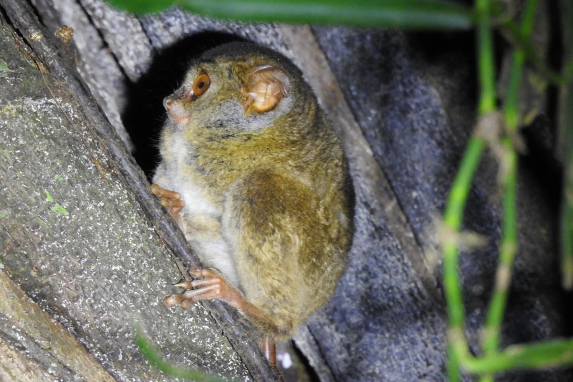 Spectral Tarsier