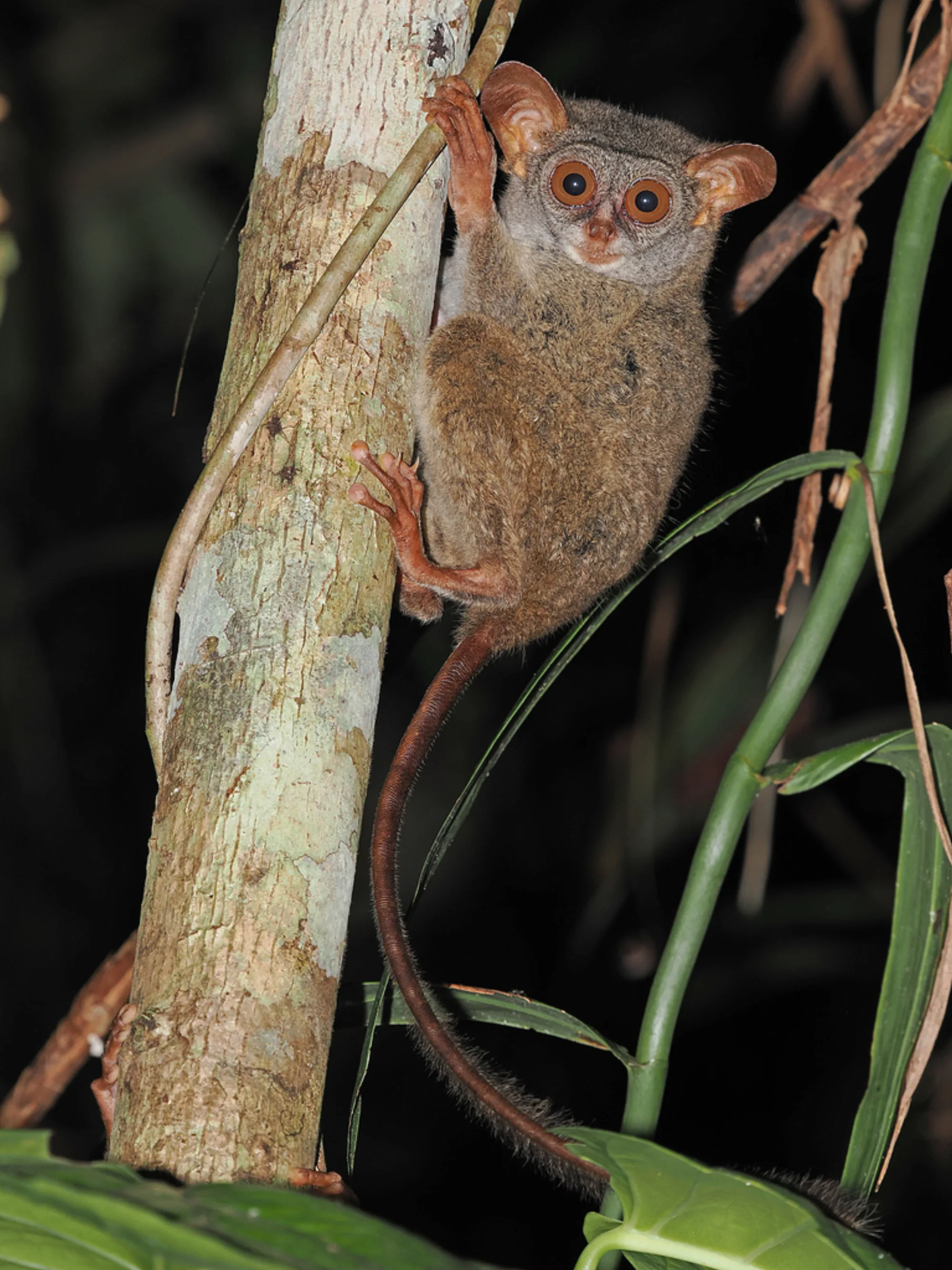 Siau Island Tarsier