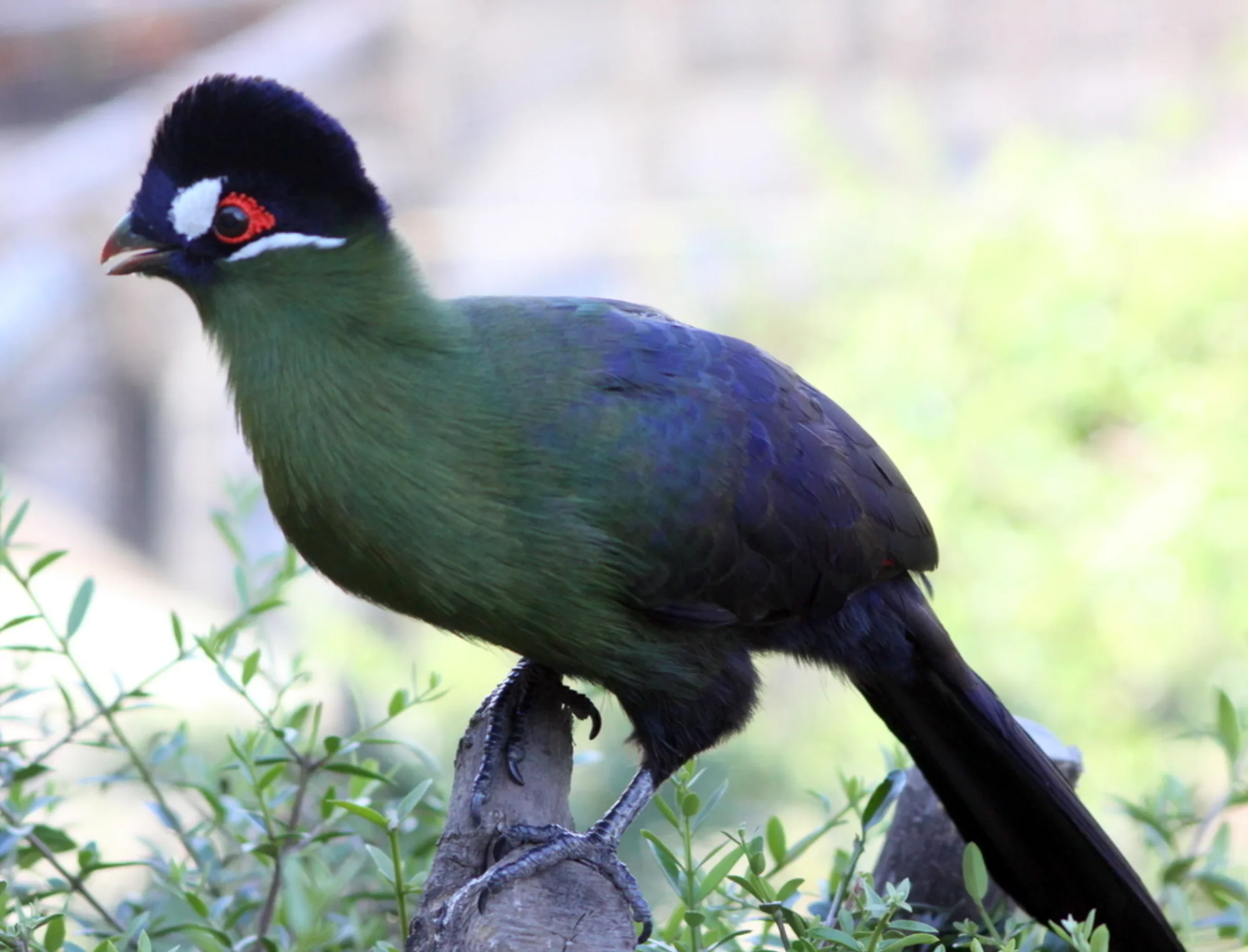 Hartlaub's Turaco