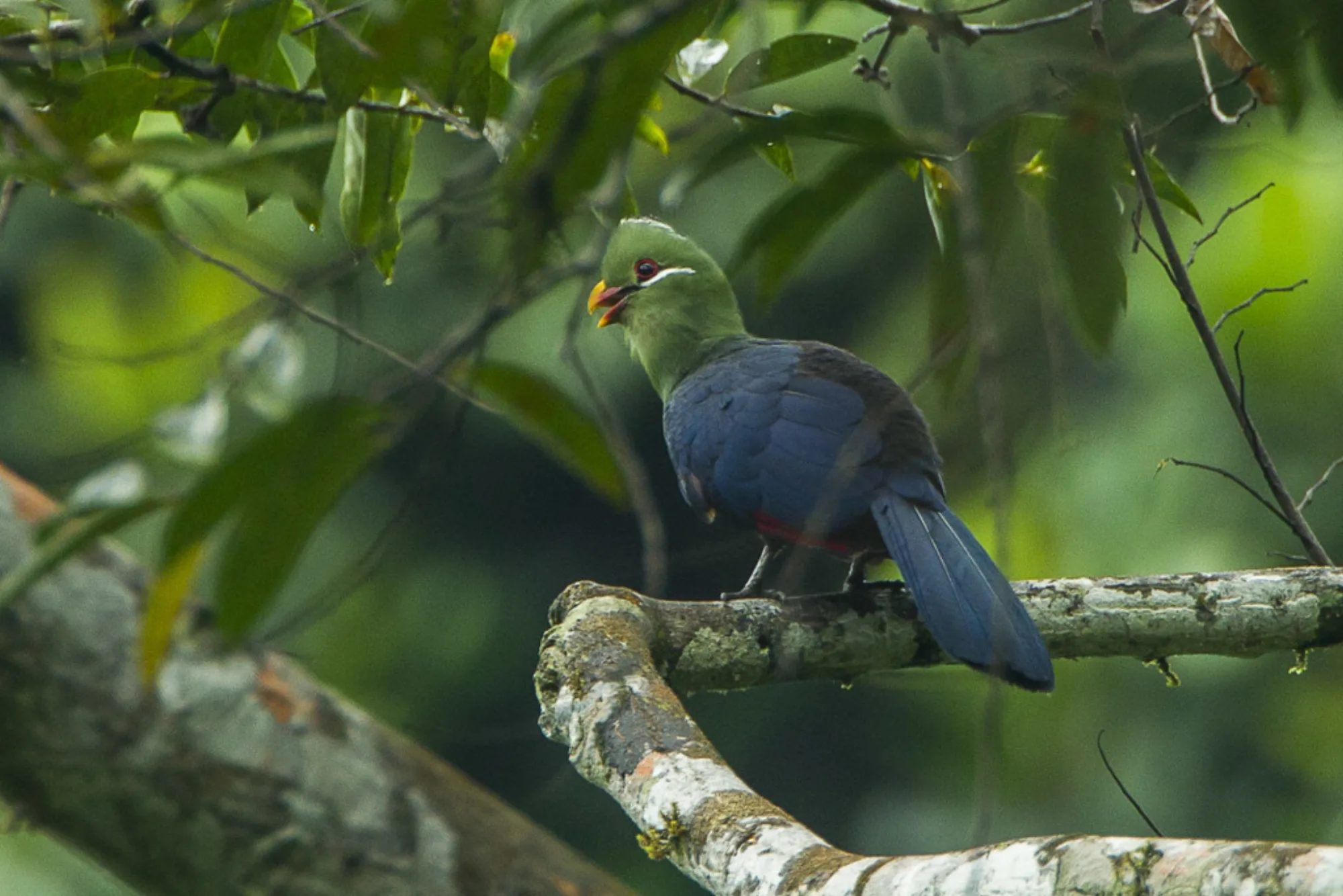Yellow-billed Turaco