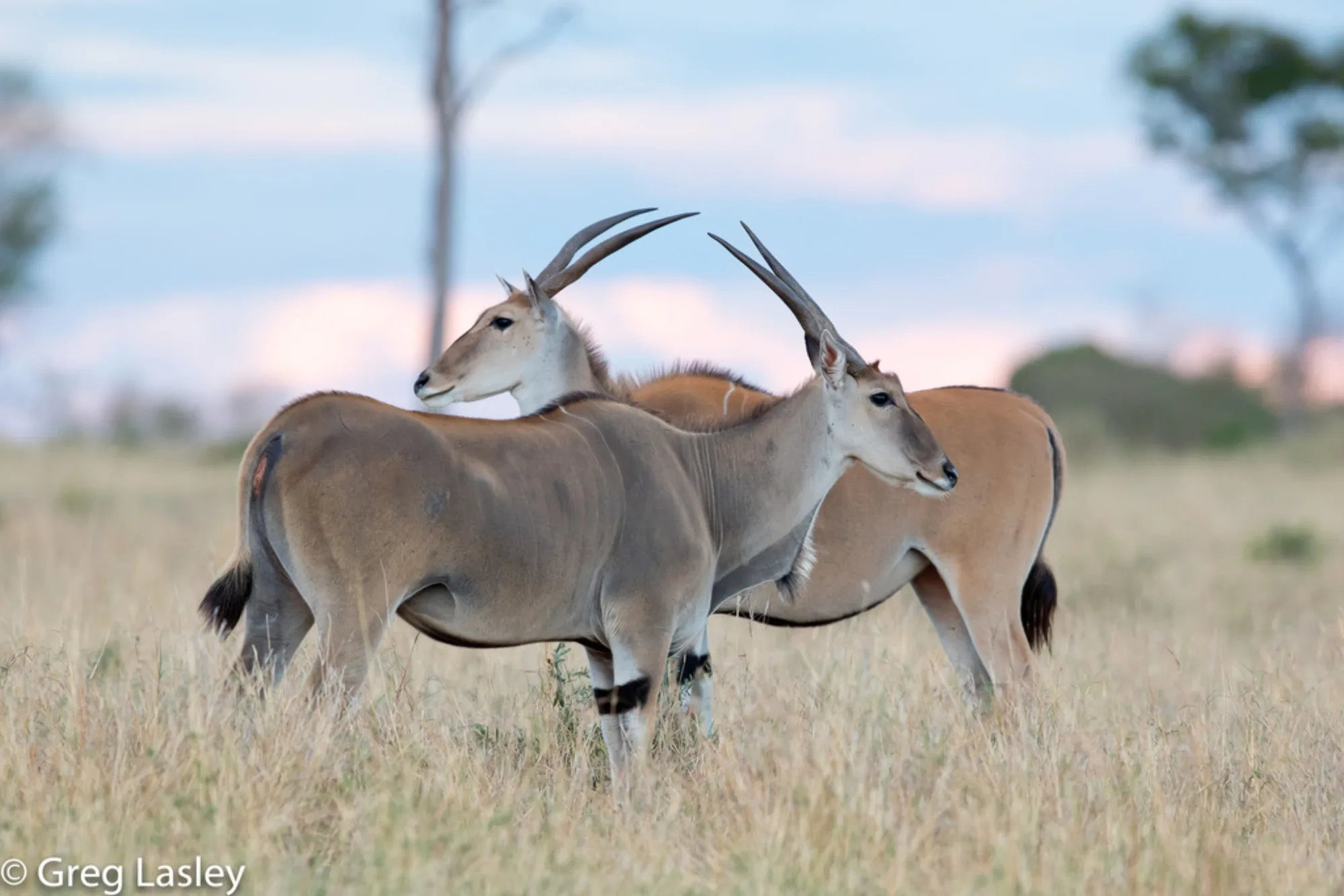 Common Eland