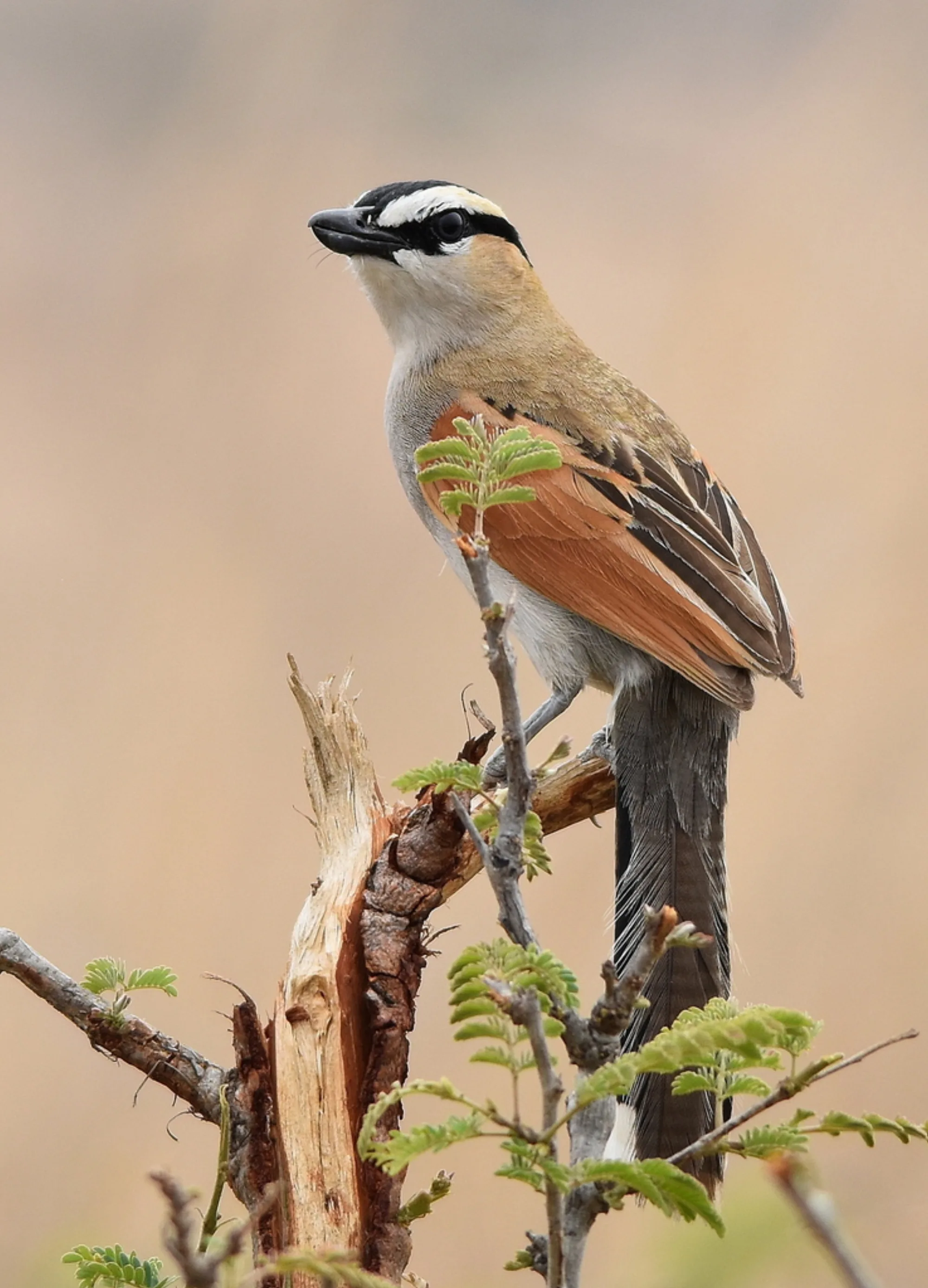 Black-crowned Tchagra