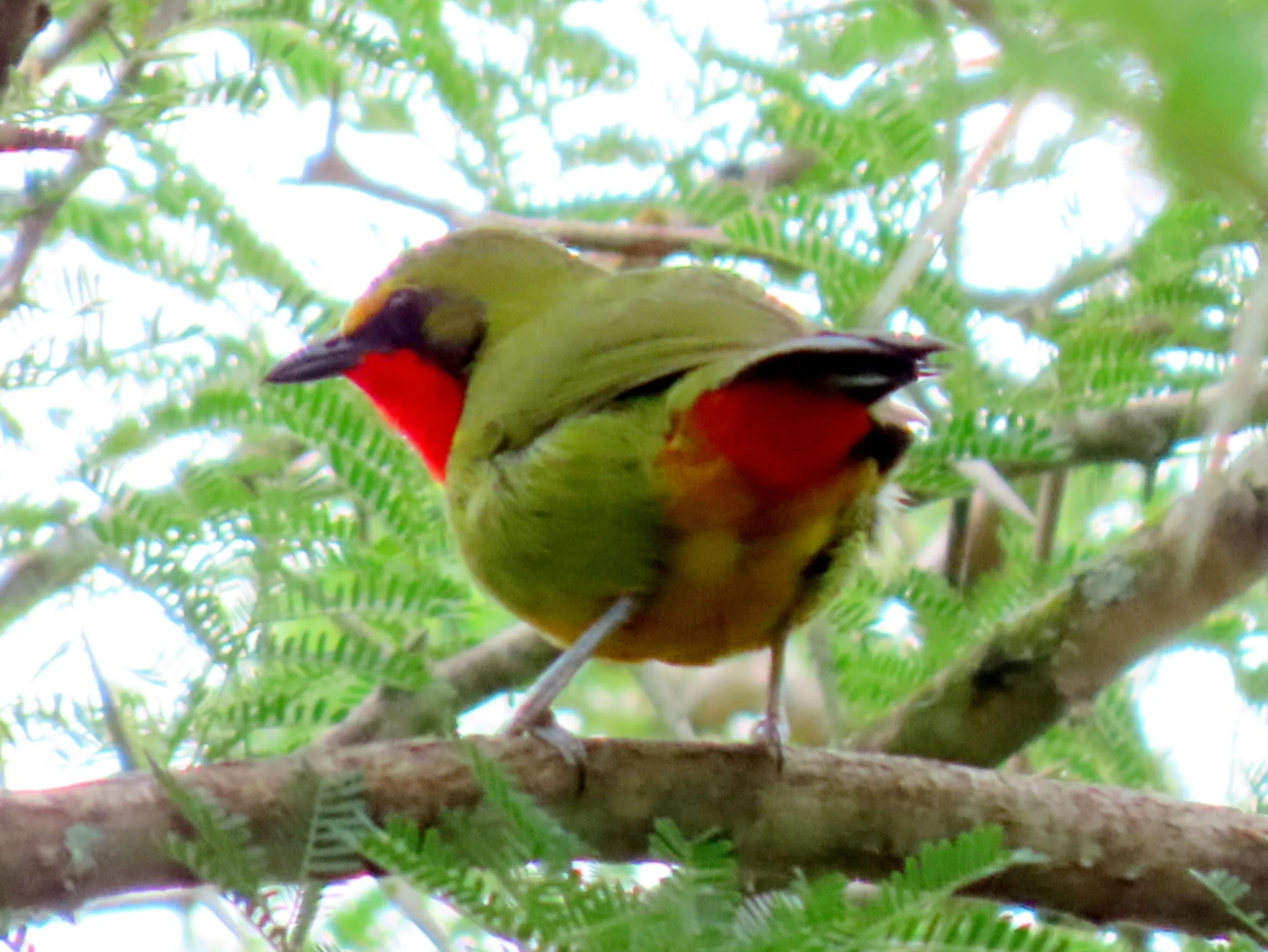 Gorgeous Bushshrike