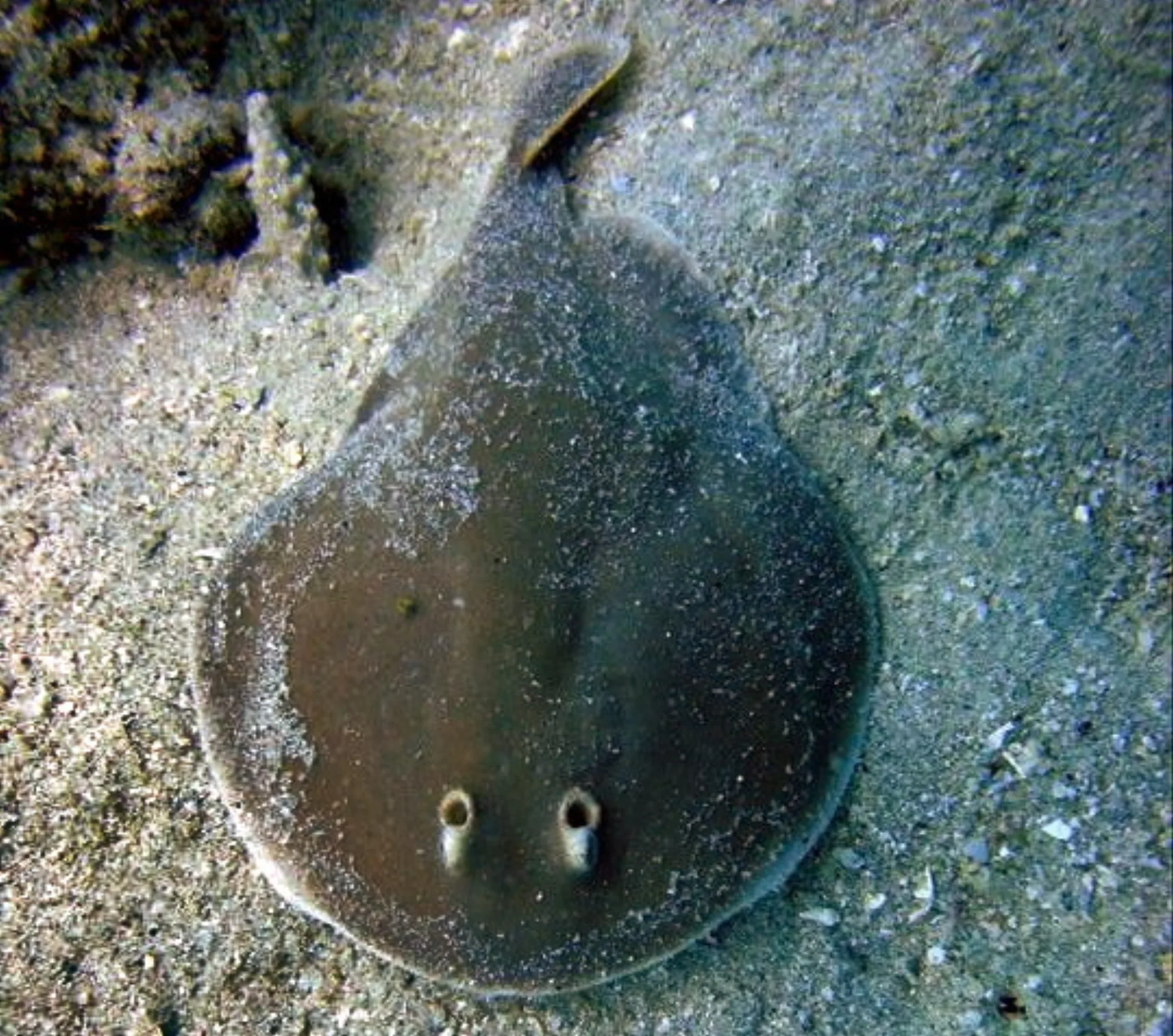 Finless Sleeper Ray