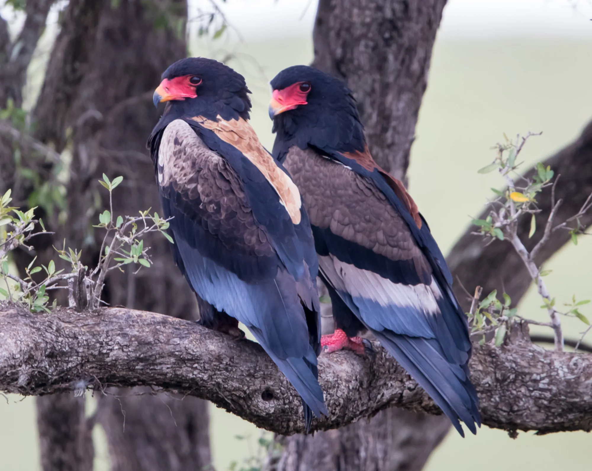 Bateleur