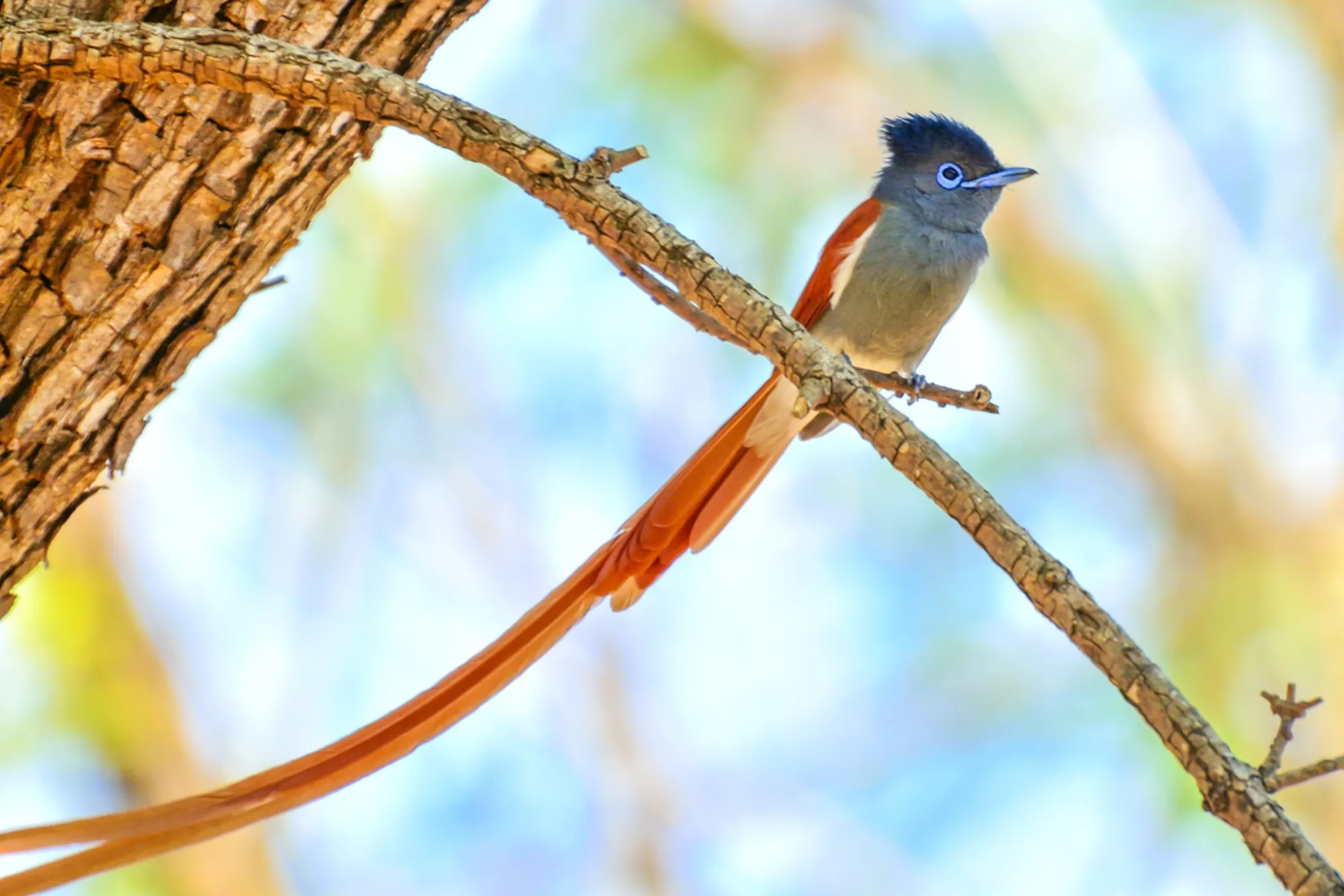 African Paradise Flycatcher