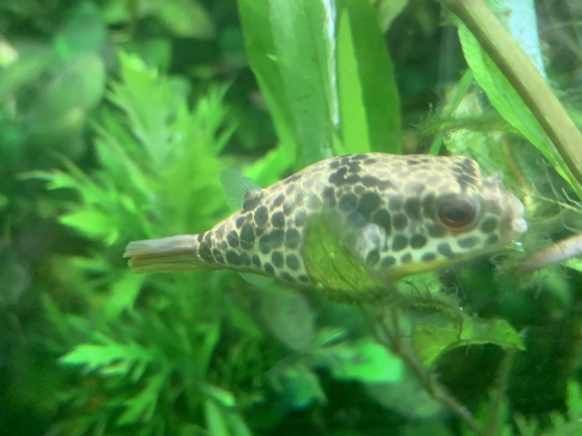 Spotted Congo Puffer