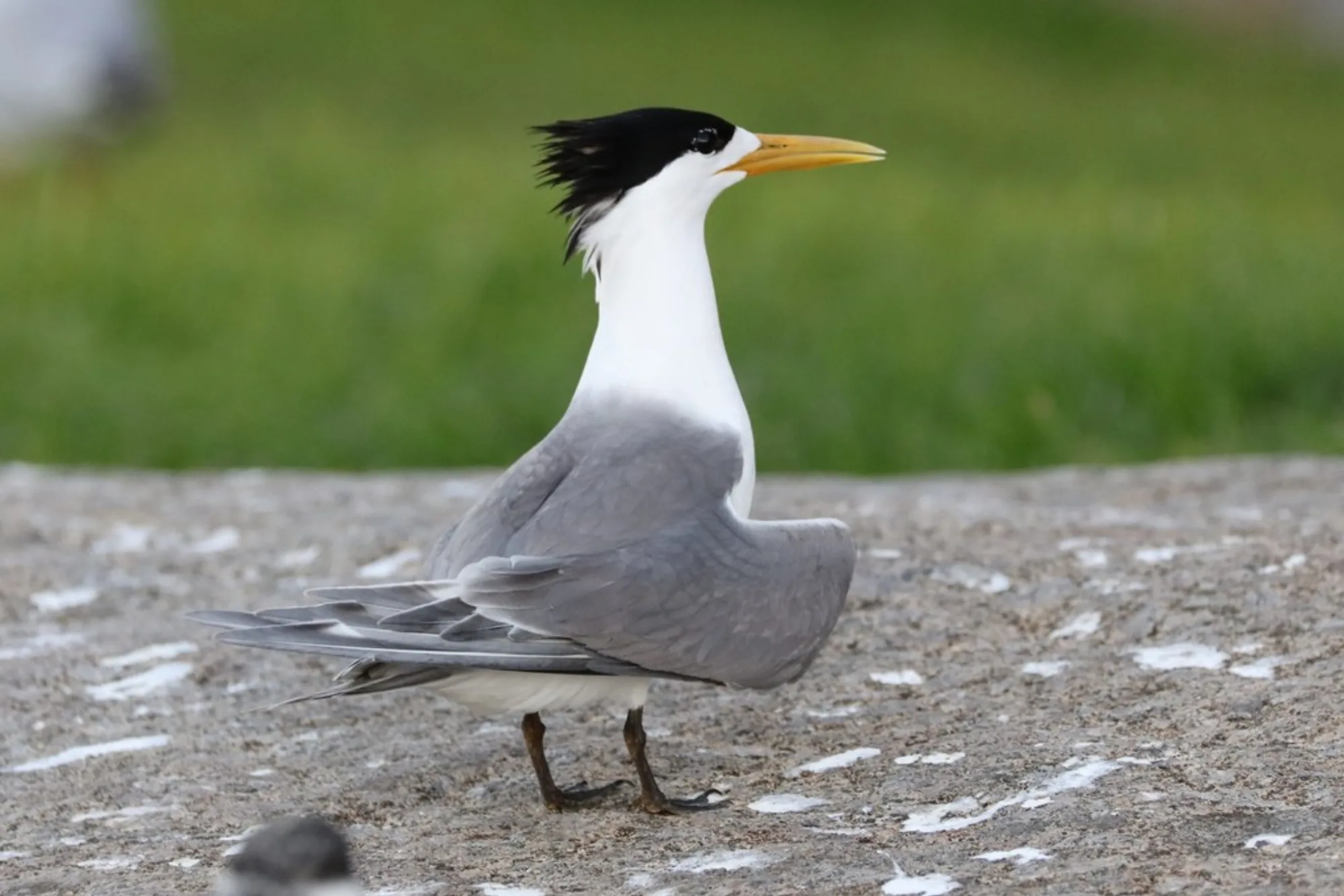Greater Crested Tern