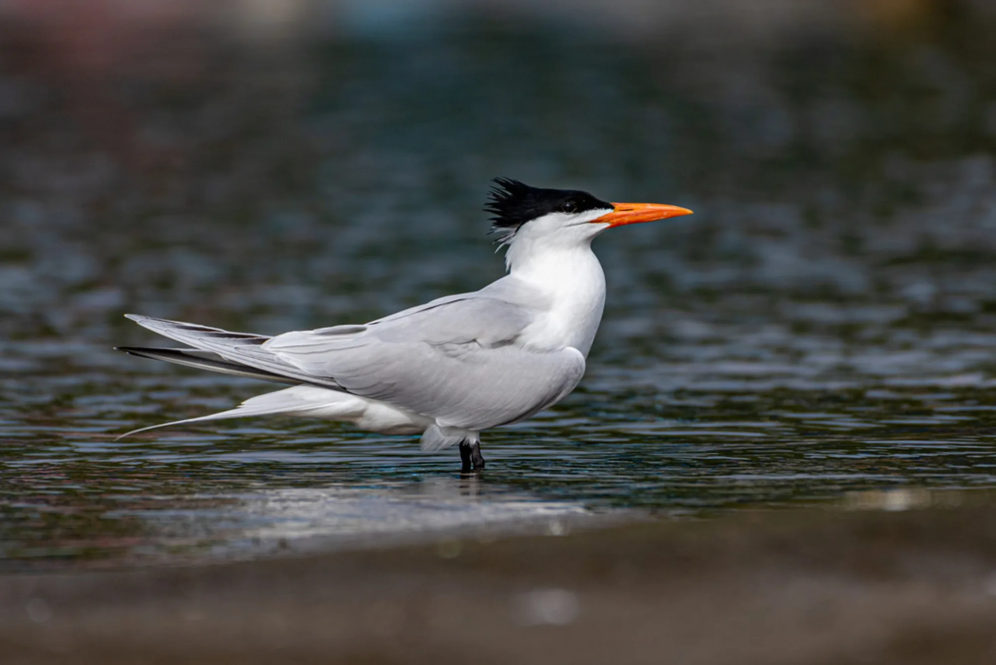 Royal Tern