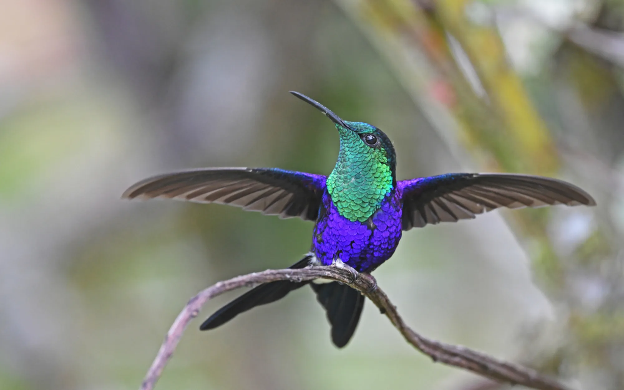 Crowned Woodnymph