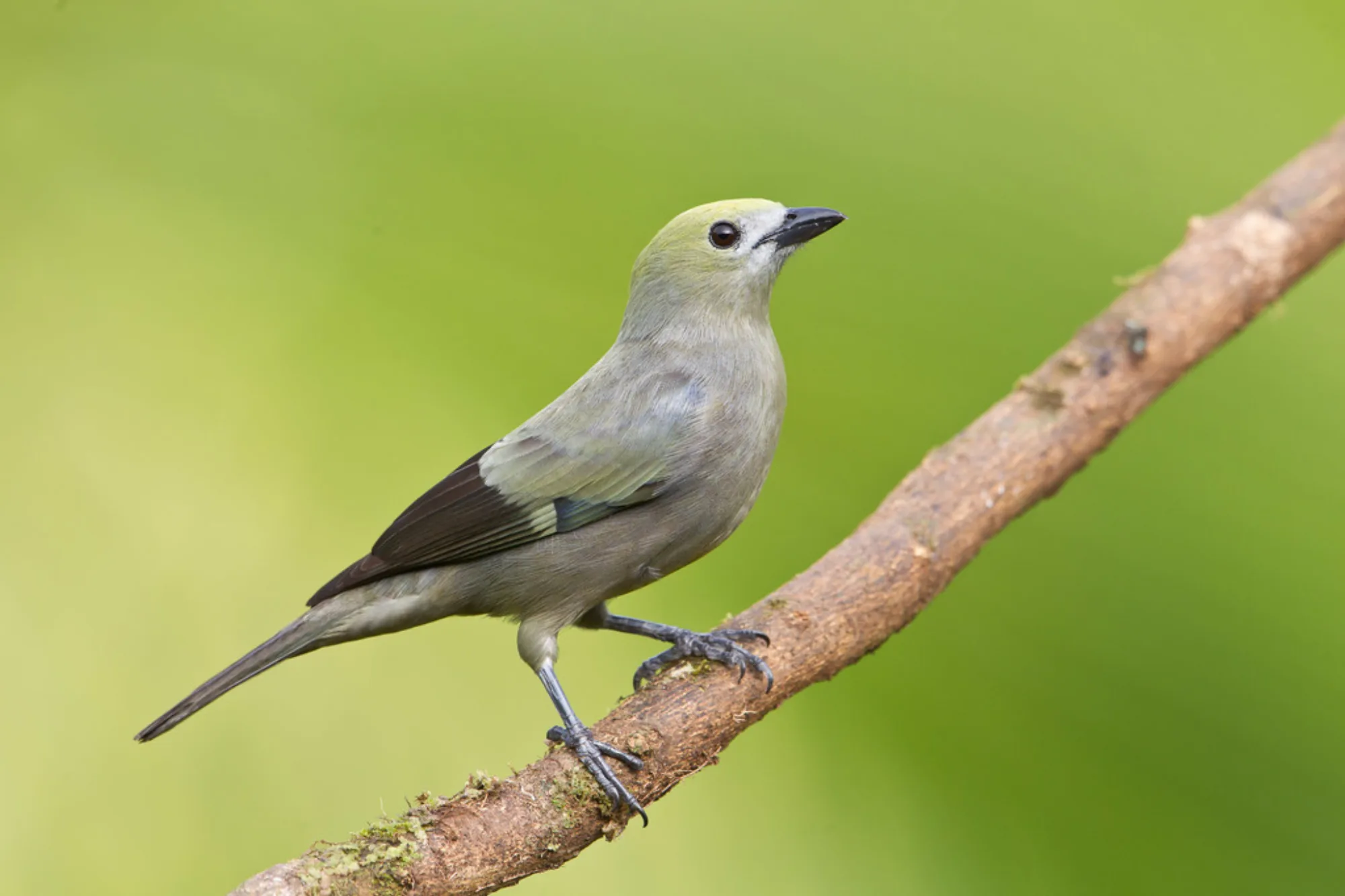 Palm Tanager
