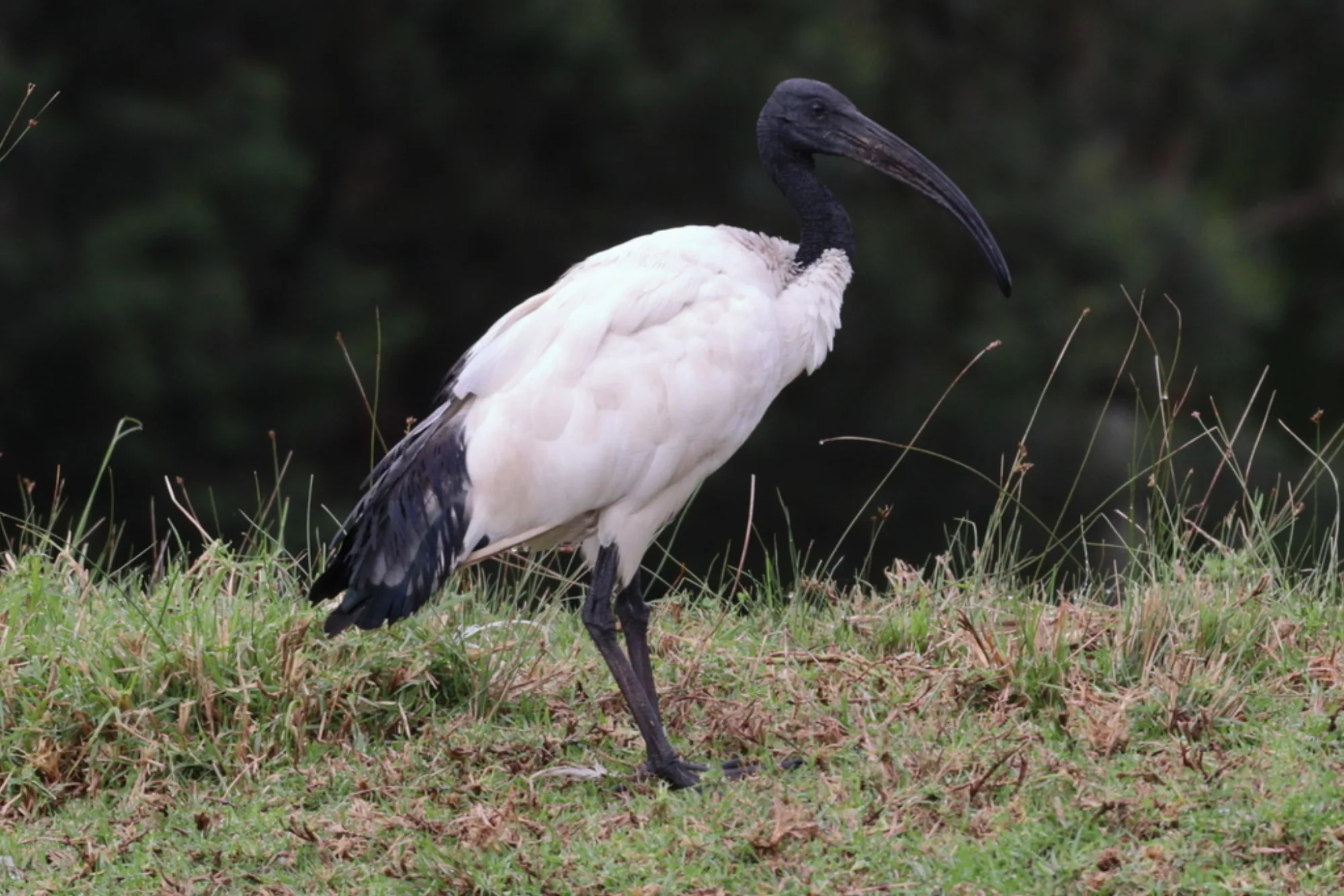 Sacred Ibis