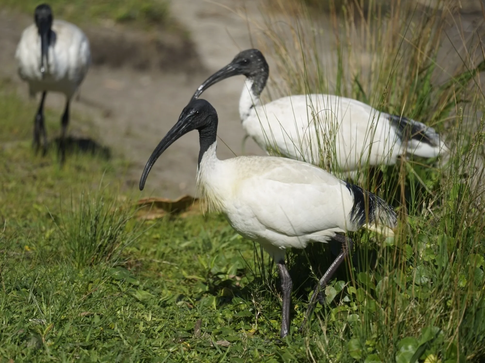 Australian White Ibis