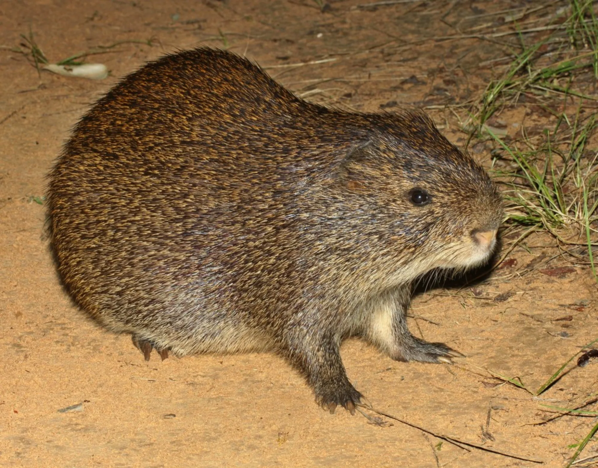 Greater Cane Rat