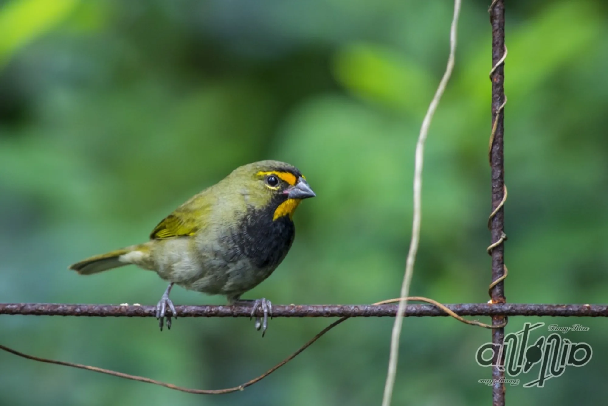Yellow-faced Grassquit