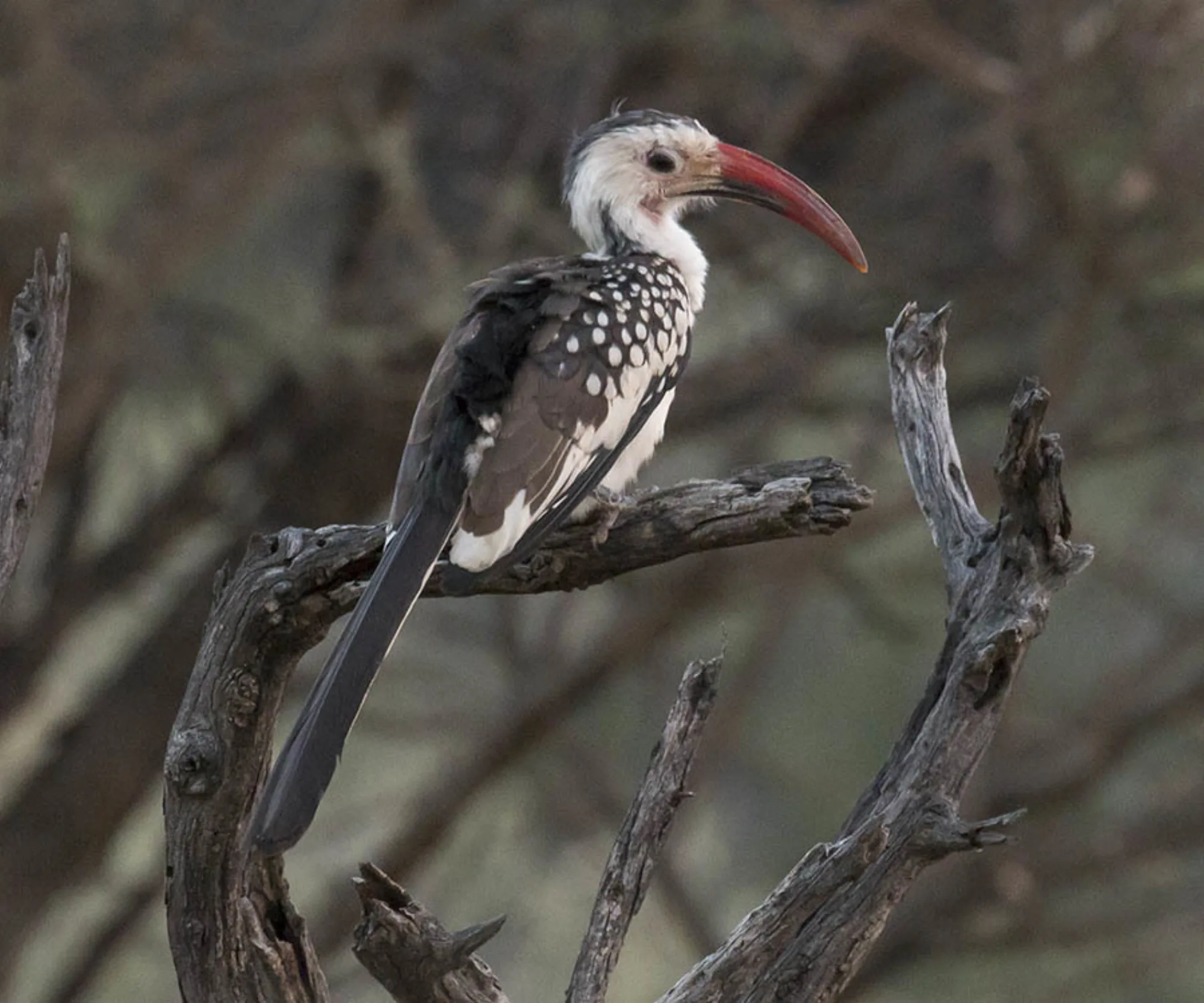 Damara Red-billed Hornbill
