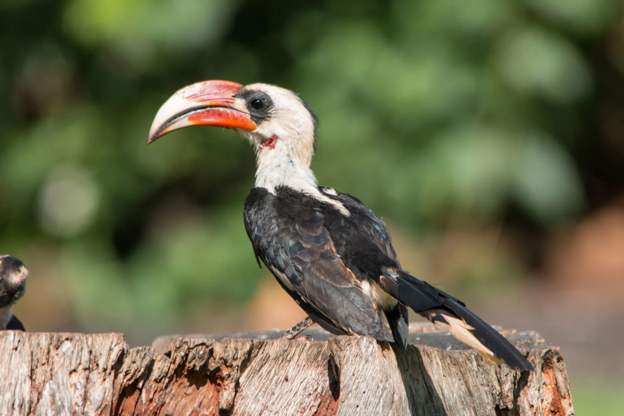 Von Der Decken's Hornbill