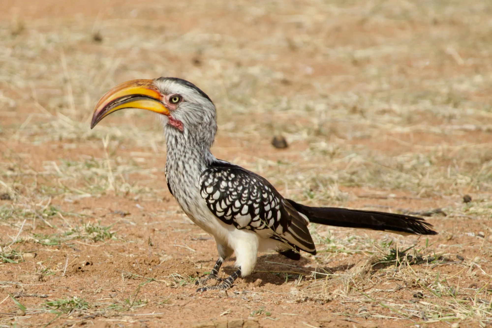Southern Yellow-billed Hornbill