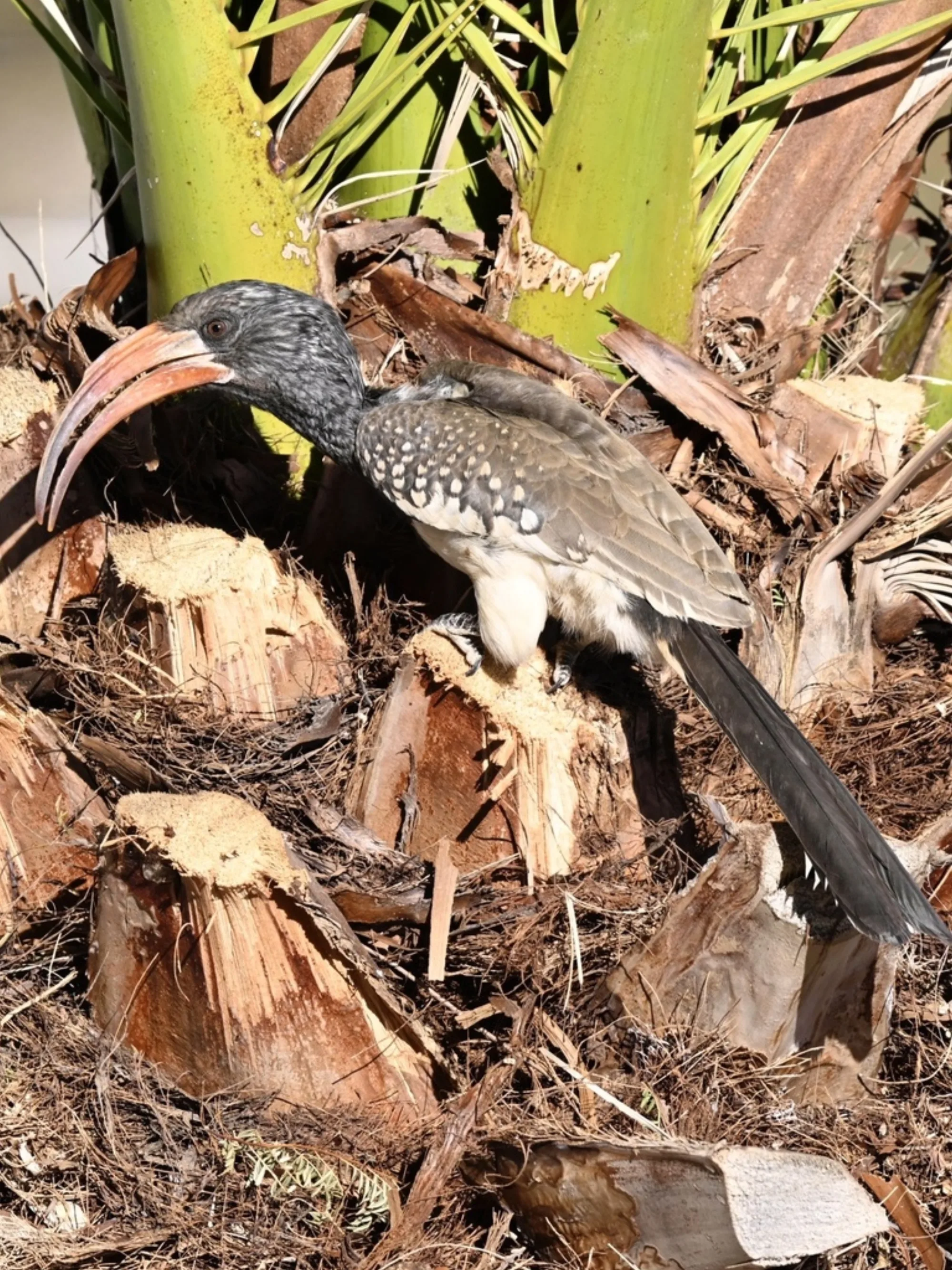 Monteiro's Hornbill