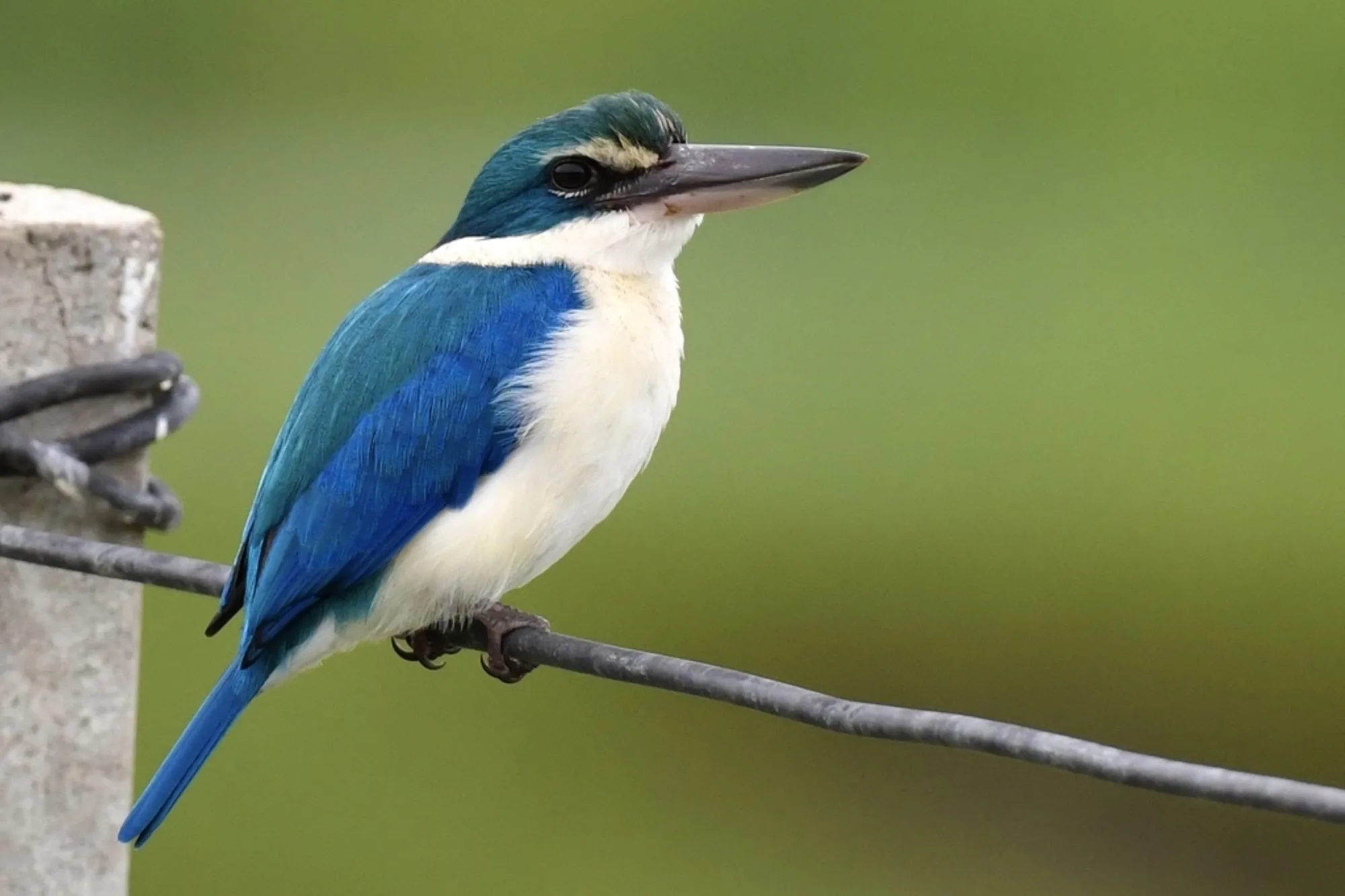 Collared Kingfisher