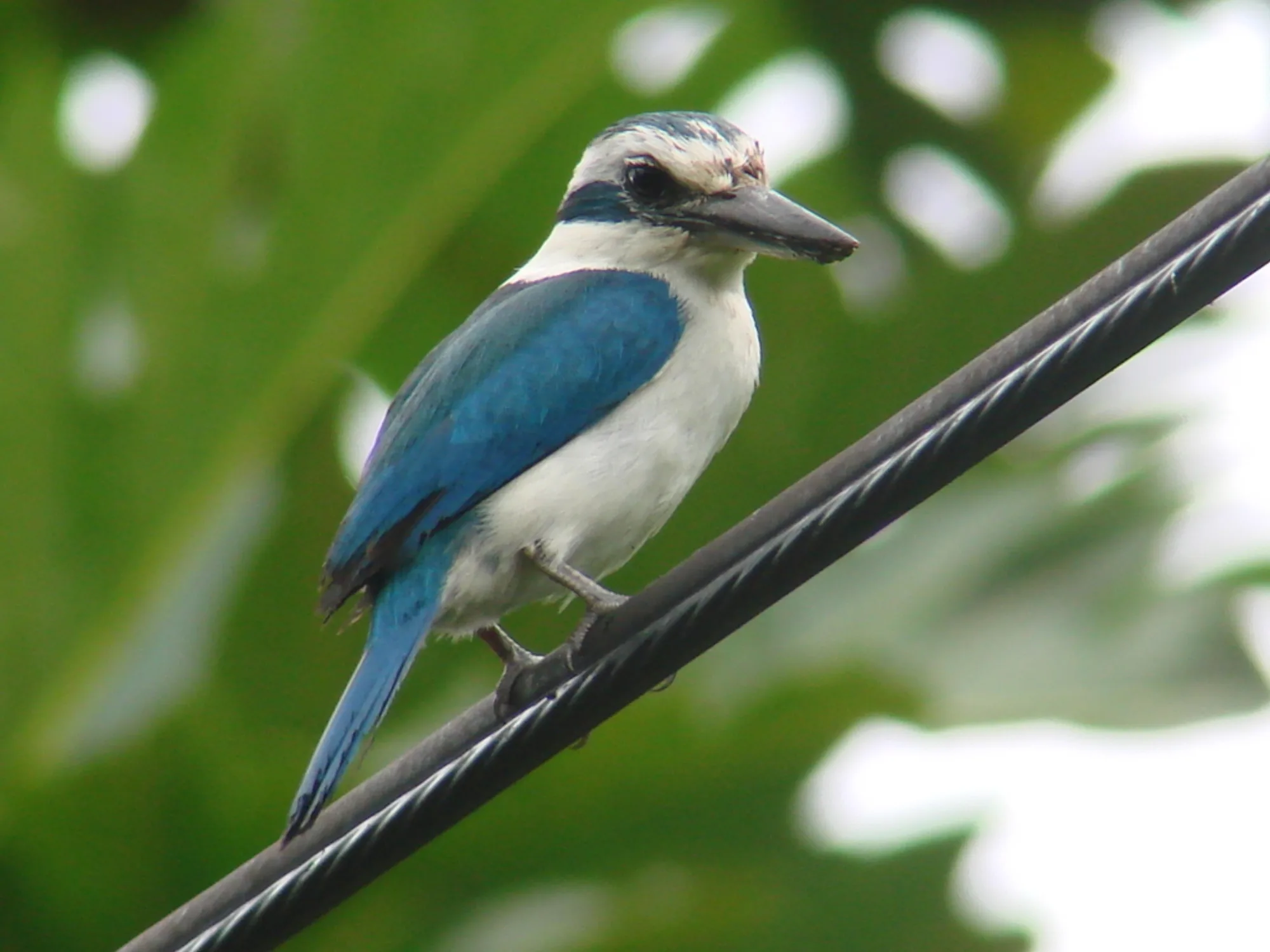 Pacific Kingfisher