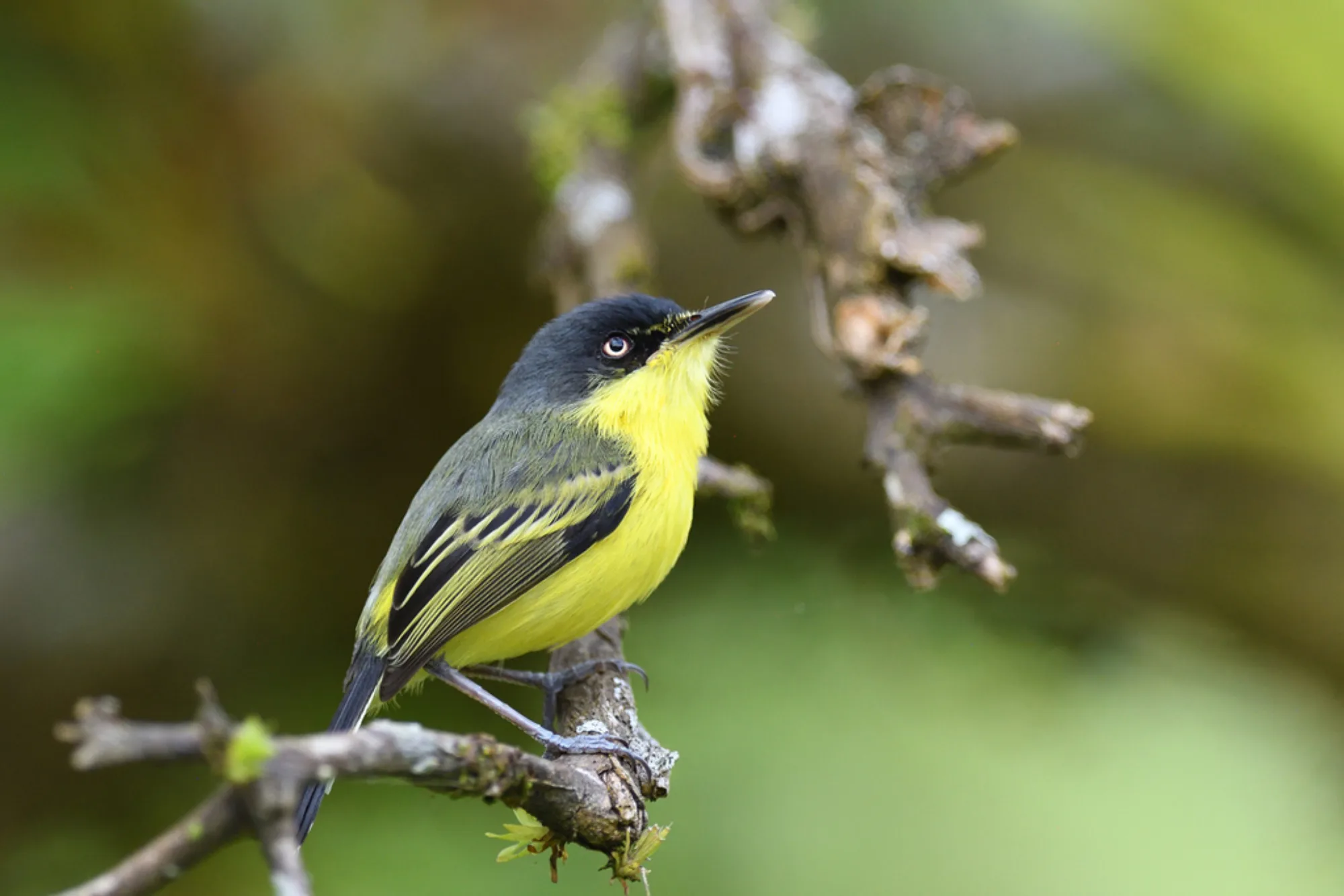 Common Tody-Flycatcher