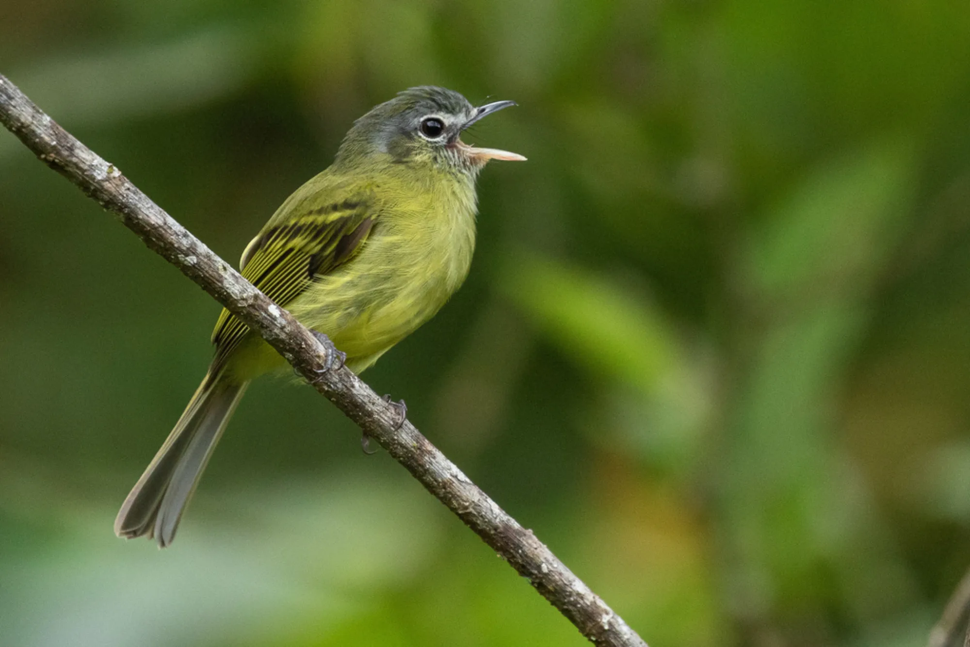 Yellow-olive Flycatcher