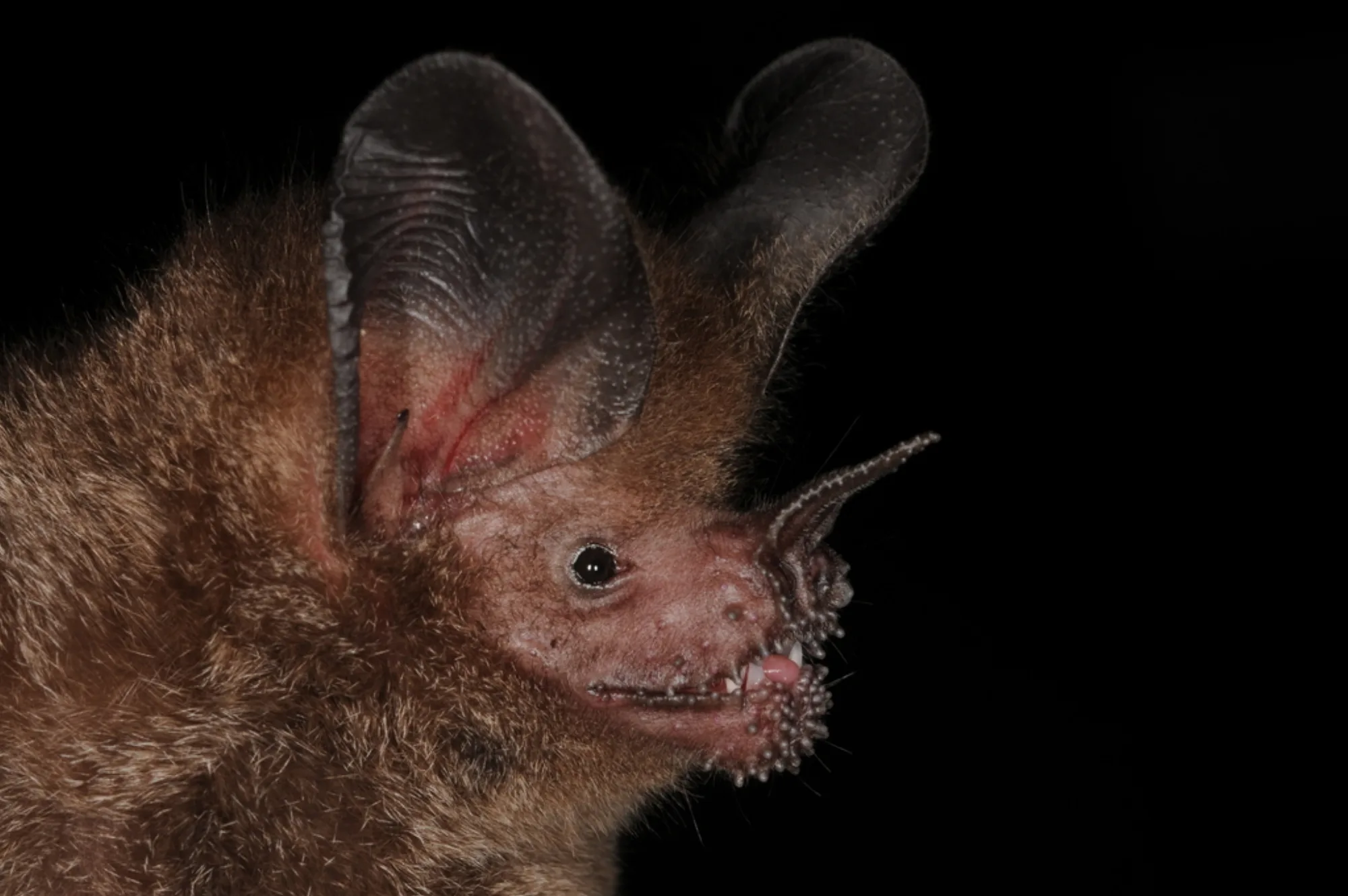 Fringe-lipped Bat