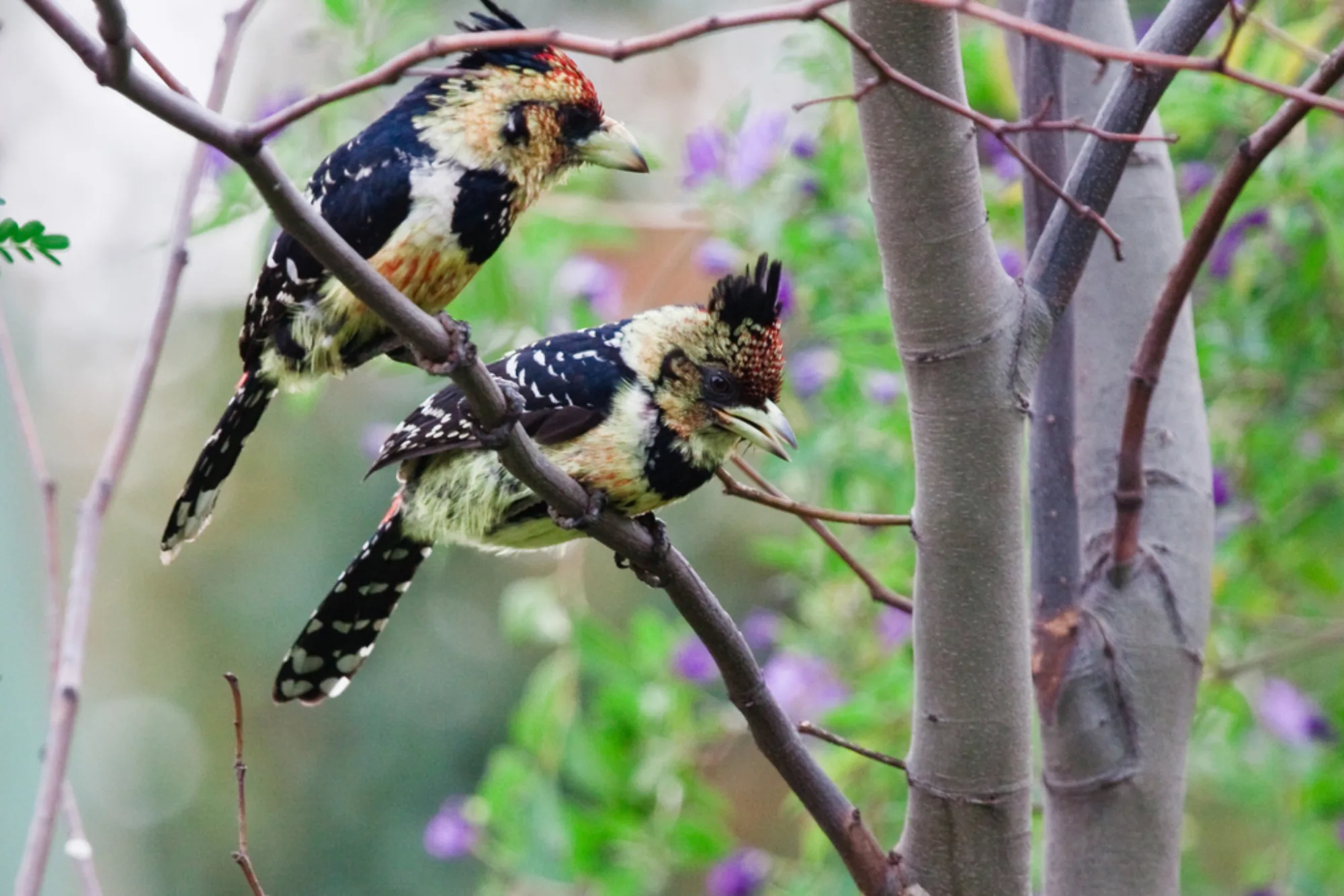 Crested Barbet