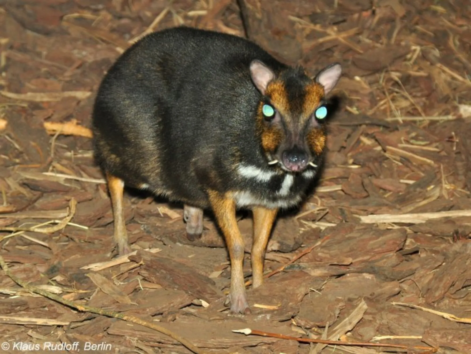 Philippine Mouse-deer