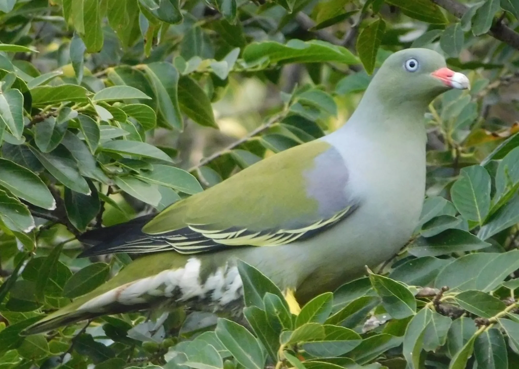 African Green Pigeon