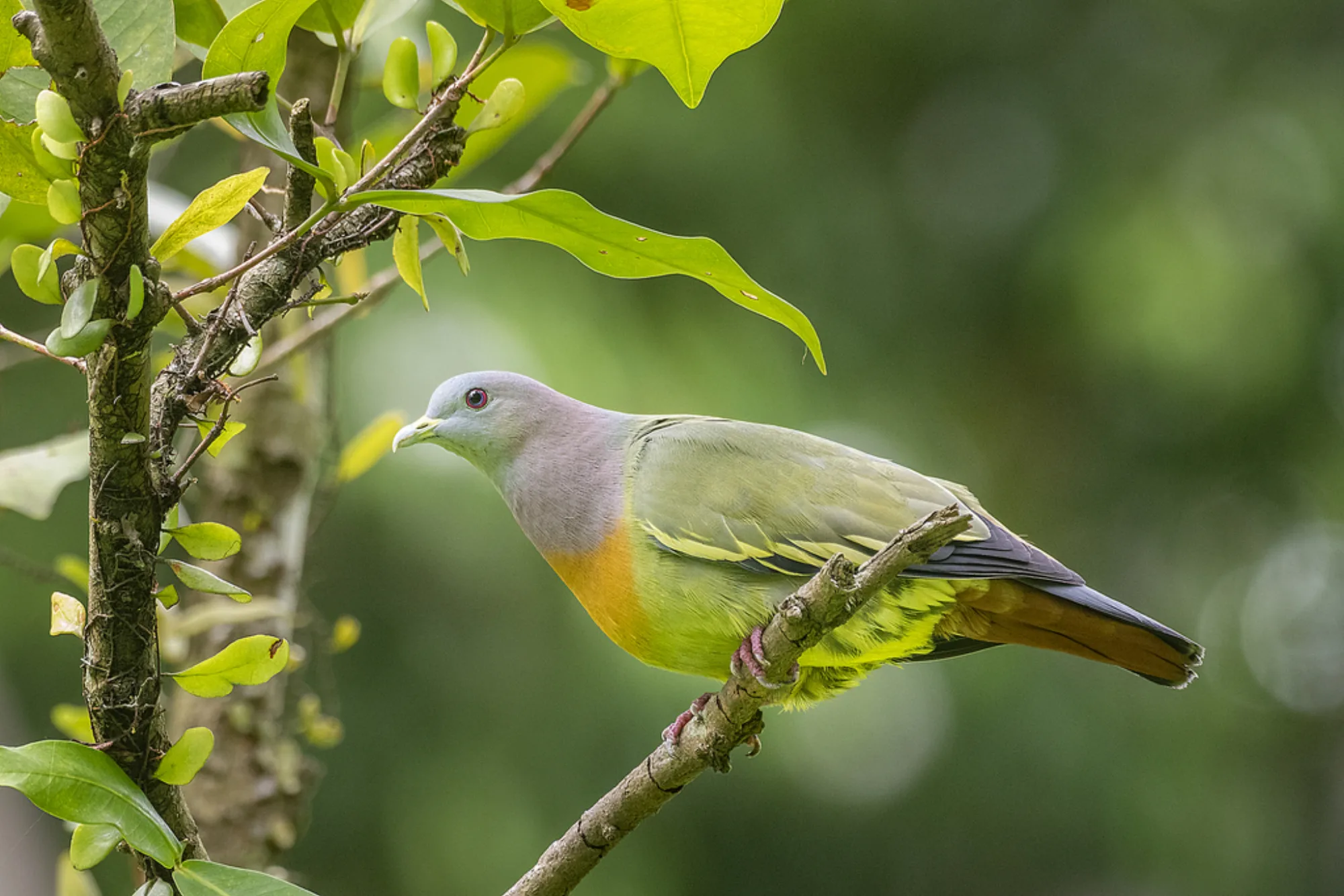 Pink-necked Green Pigeon